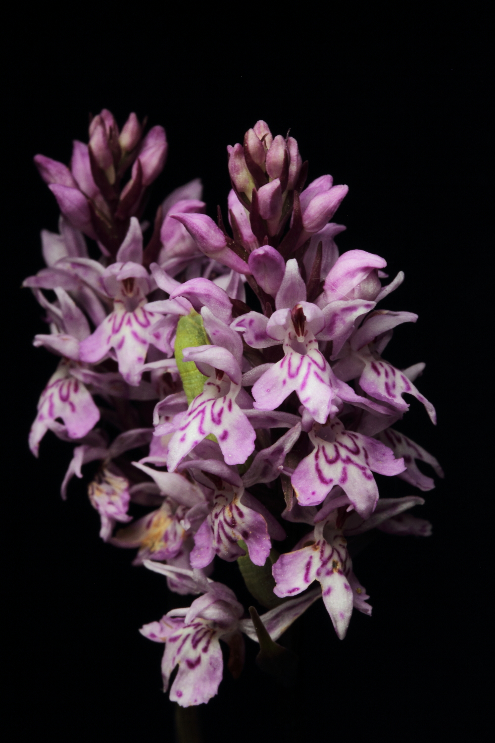 Dactytolhiza maculata - Lago Ghiacciaia