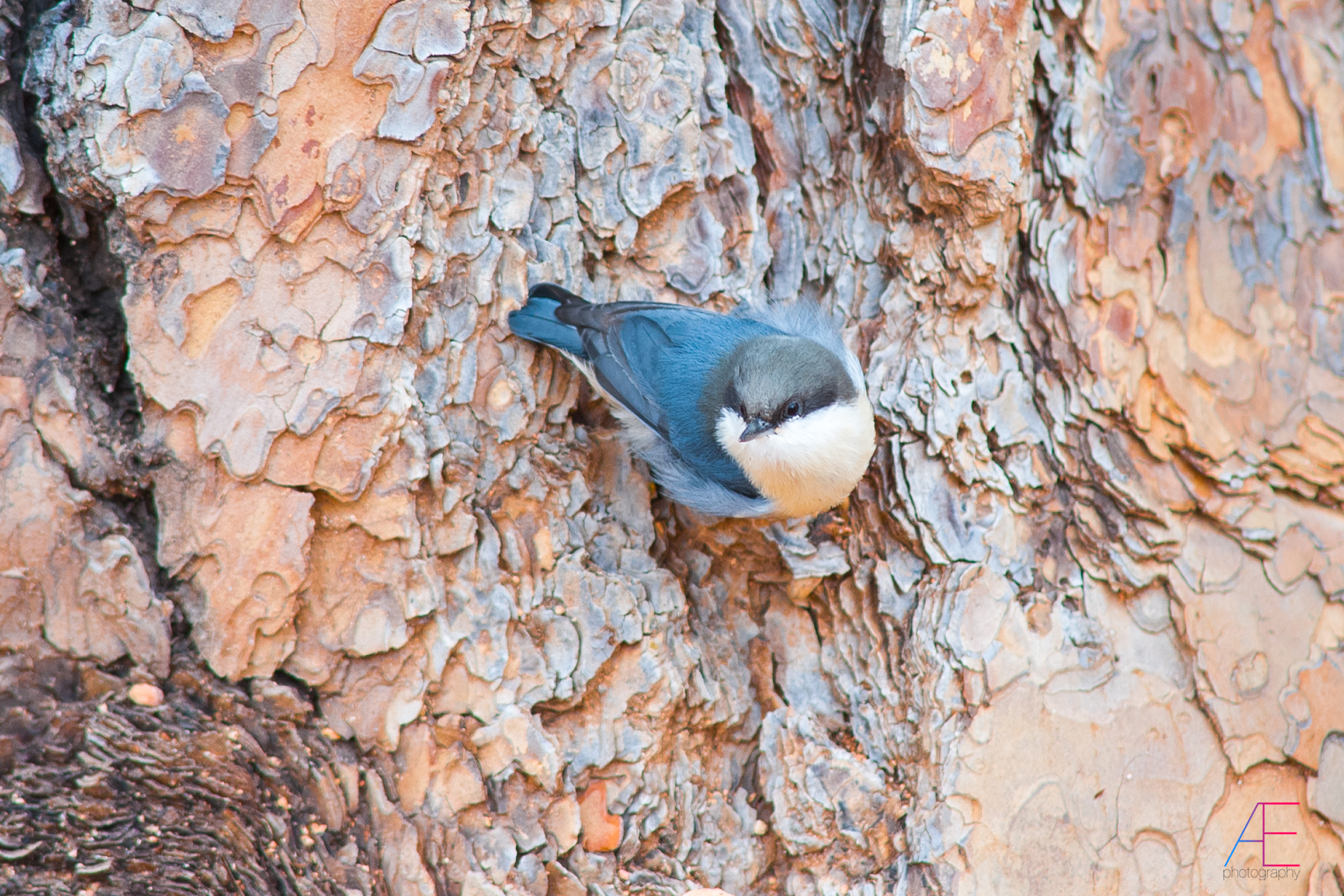 pigmy picchio muratore