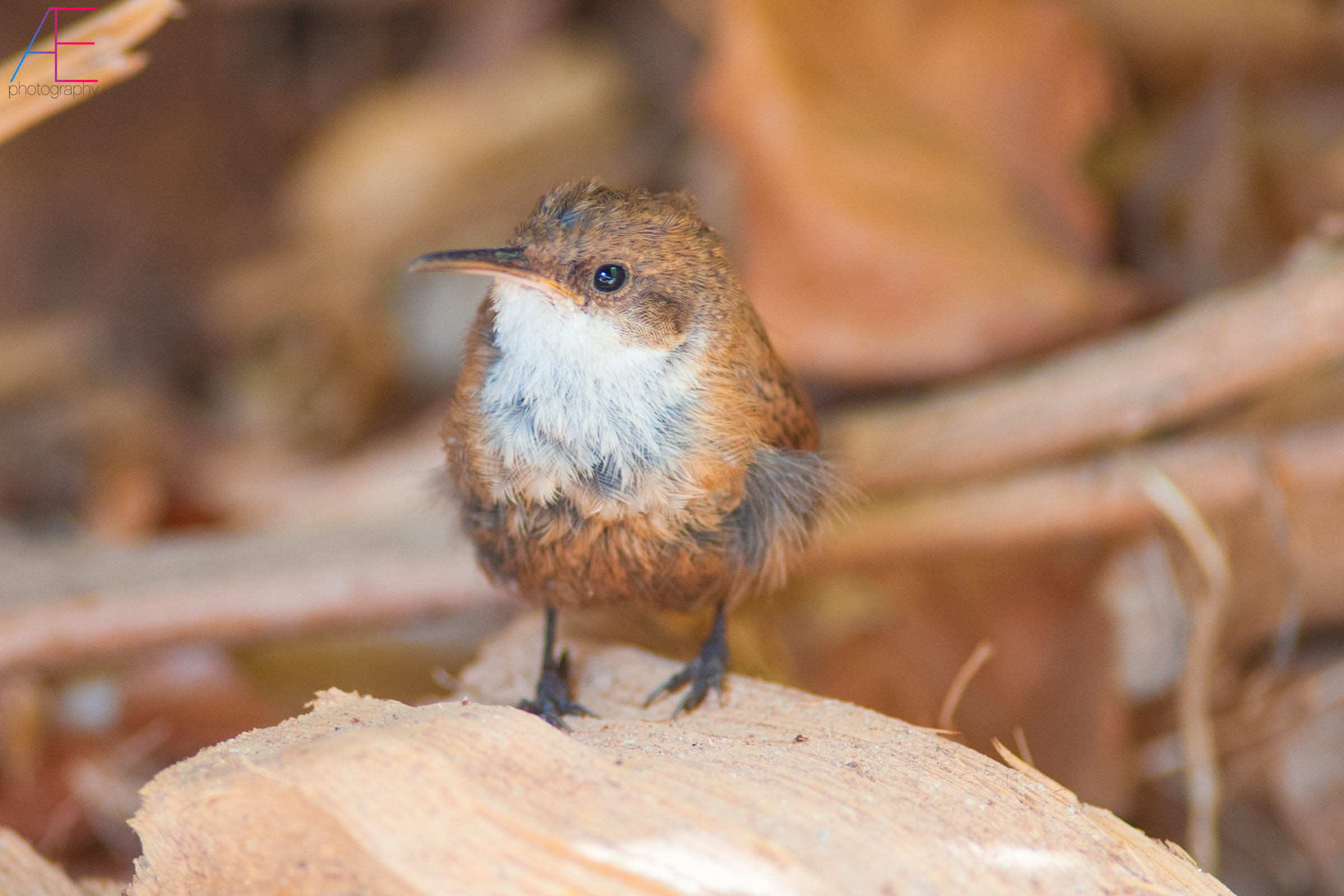 Canyon Wren