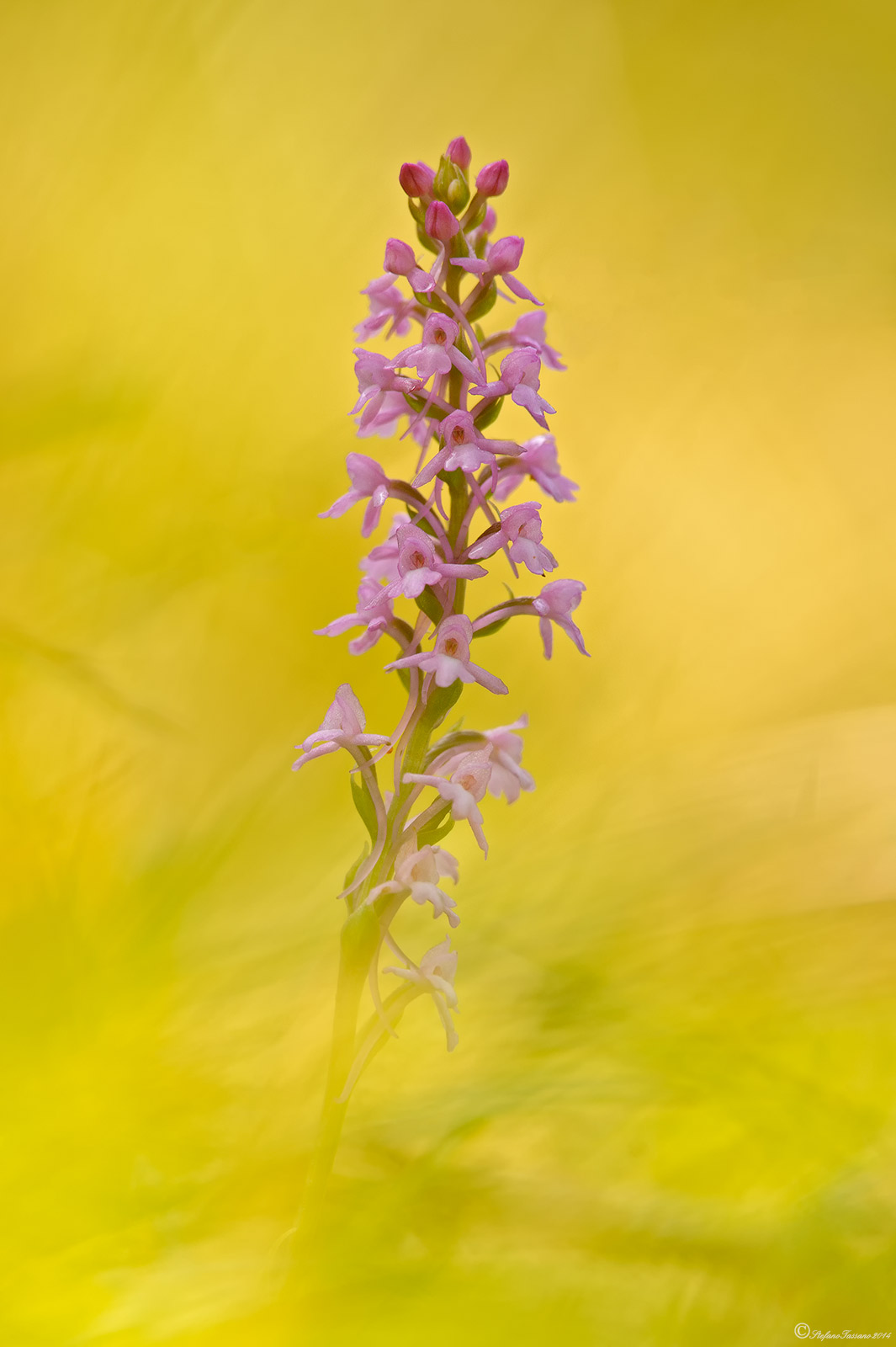 Gymnadenia conopsea.