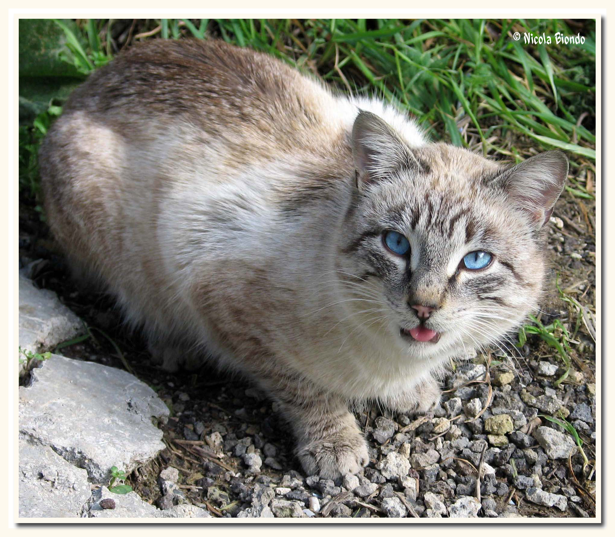 Gatto dagli occhi blu