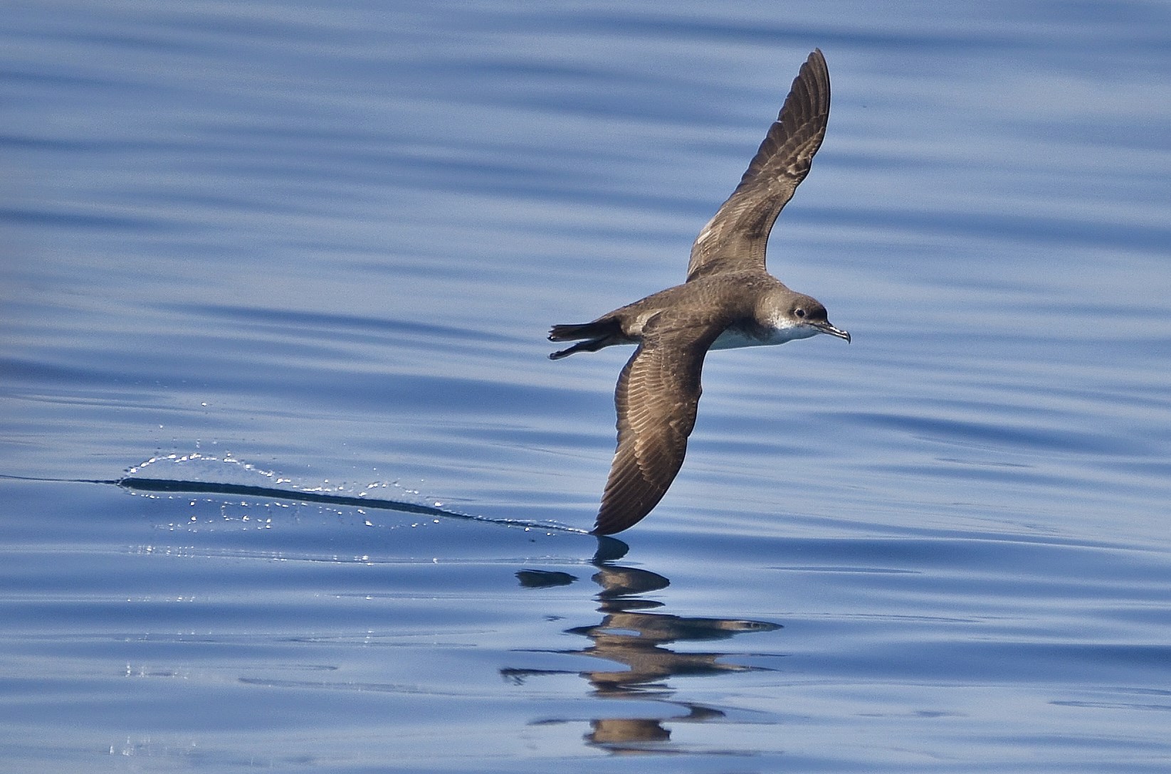 L'ala tagliente della berta