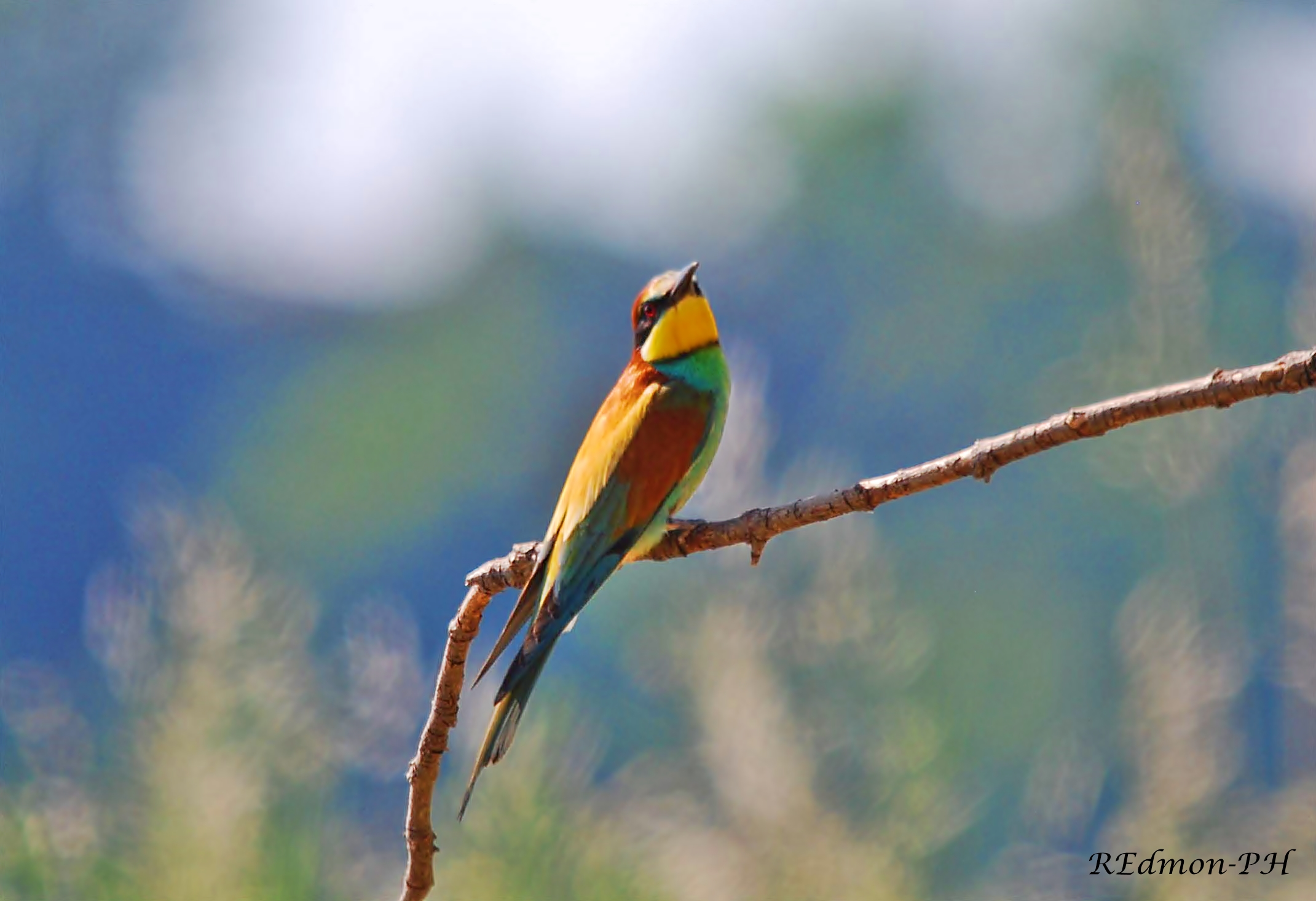 Bee-eater - Merops Bee-eater