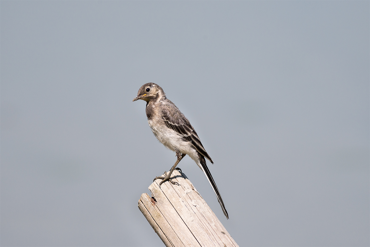 White Wagtail