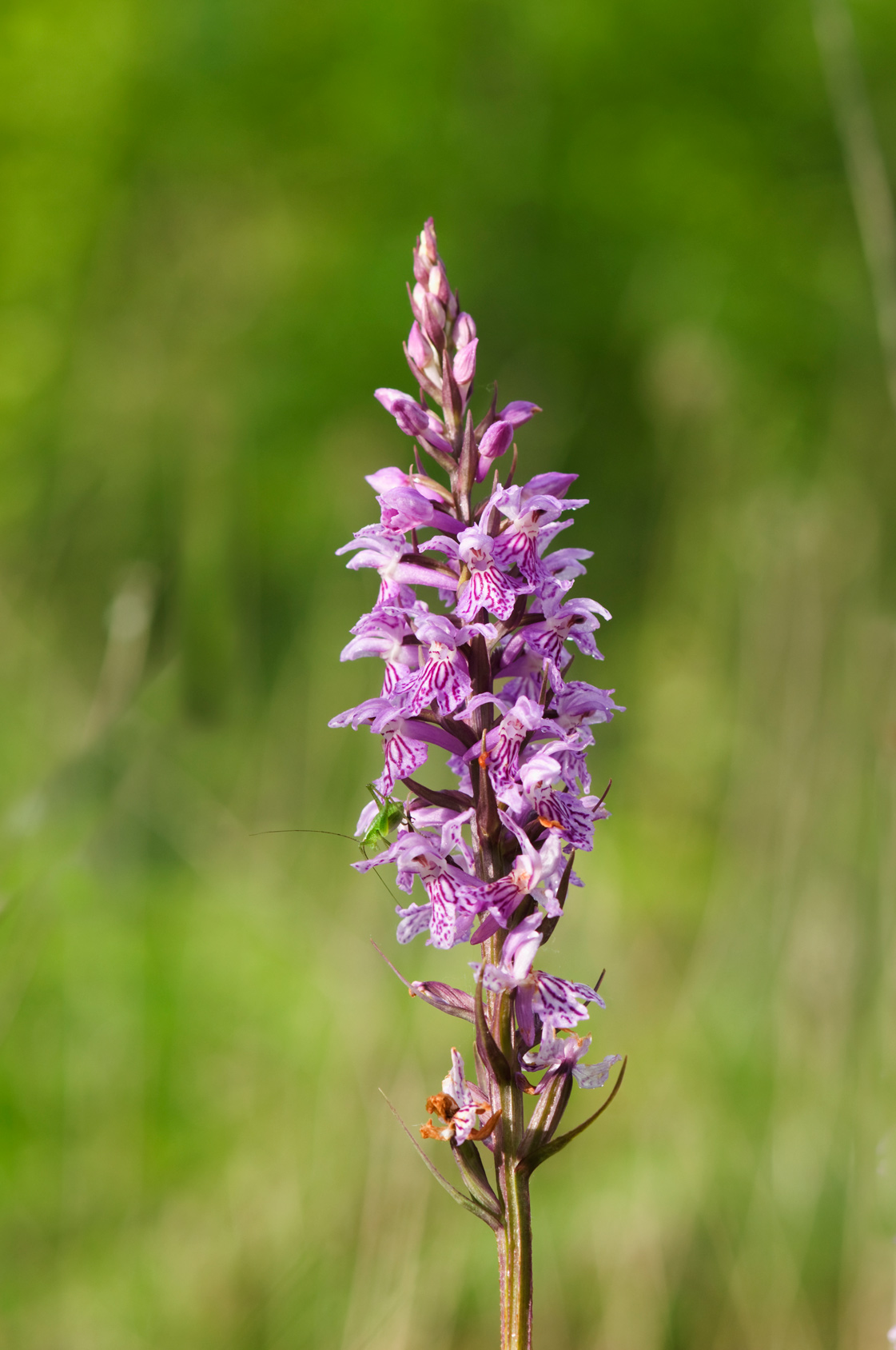 Dactylorhiza maculata