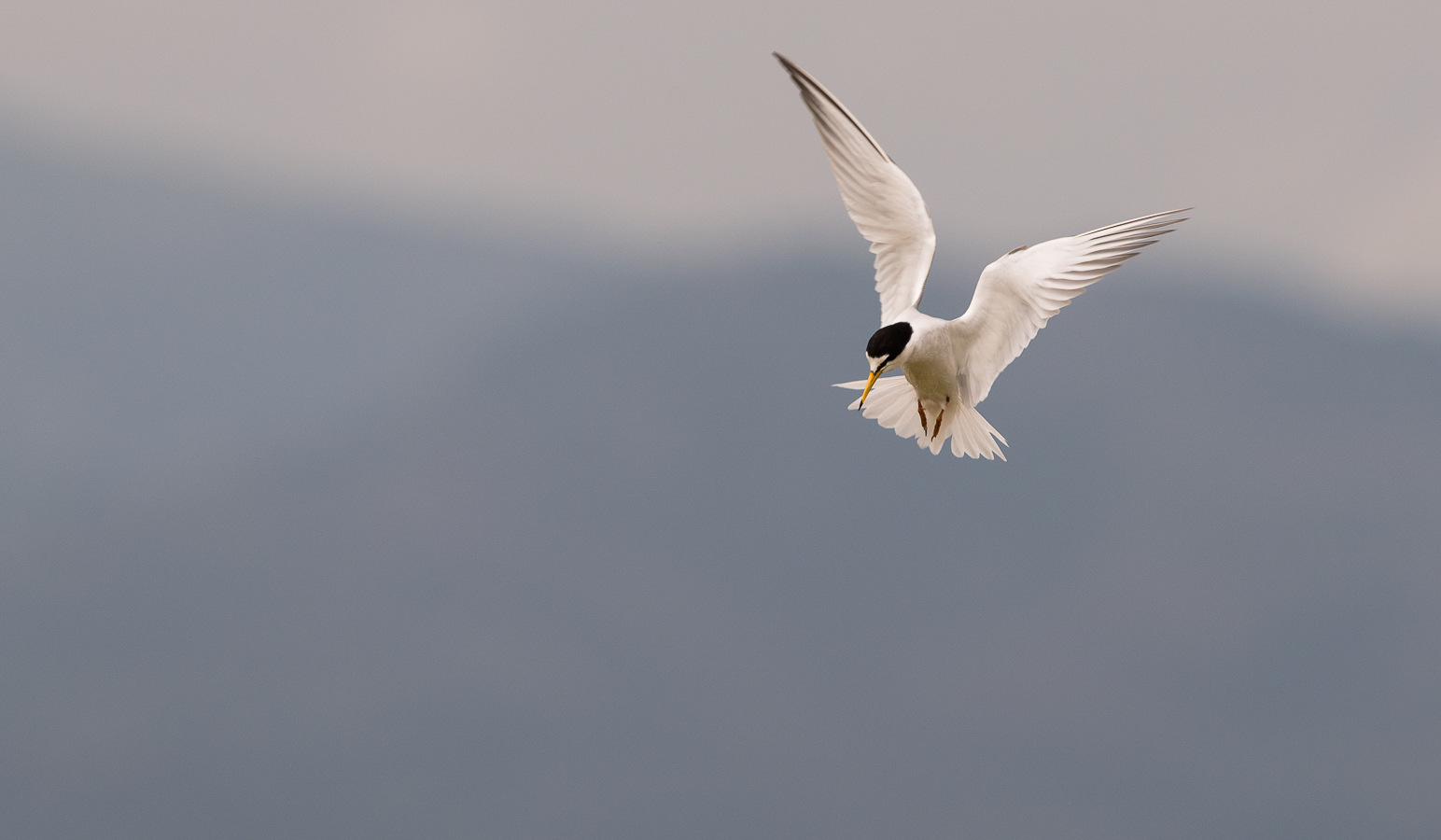 Little tern