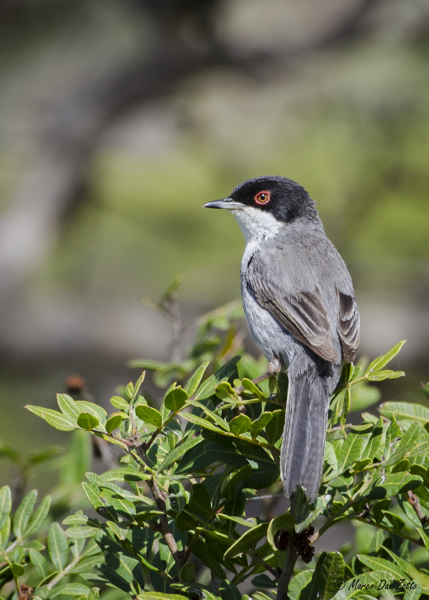 Non pensavo che con il 70-300 ....