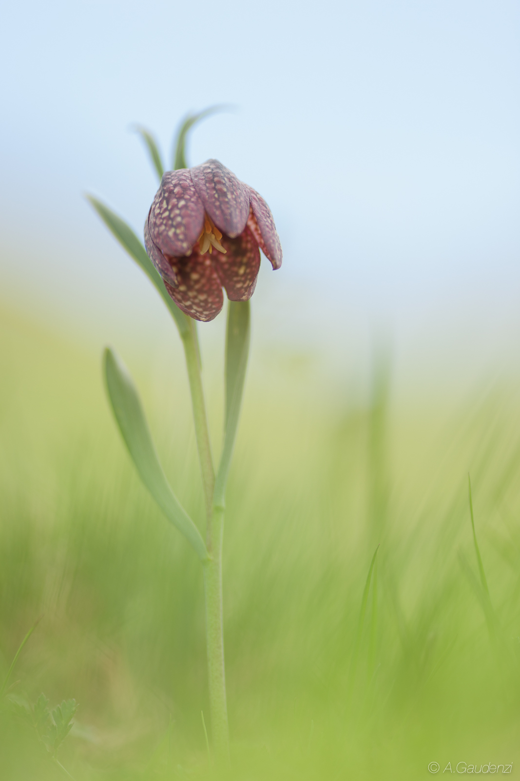 Fritillaria