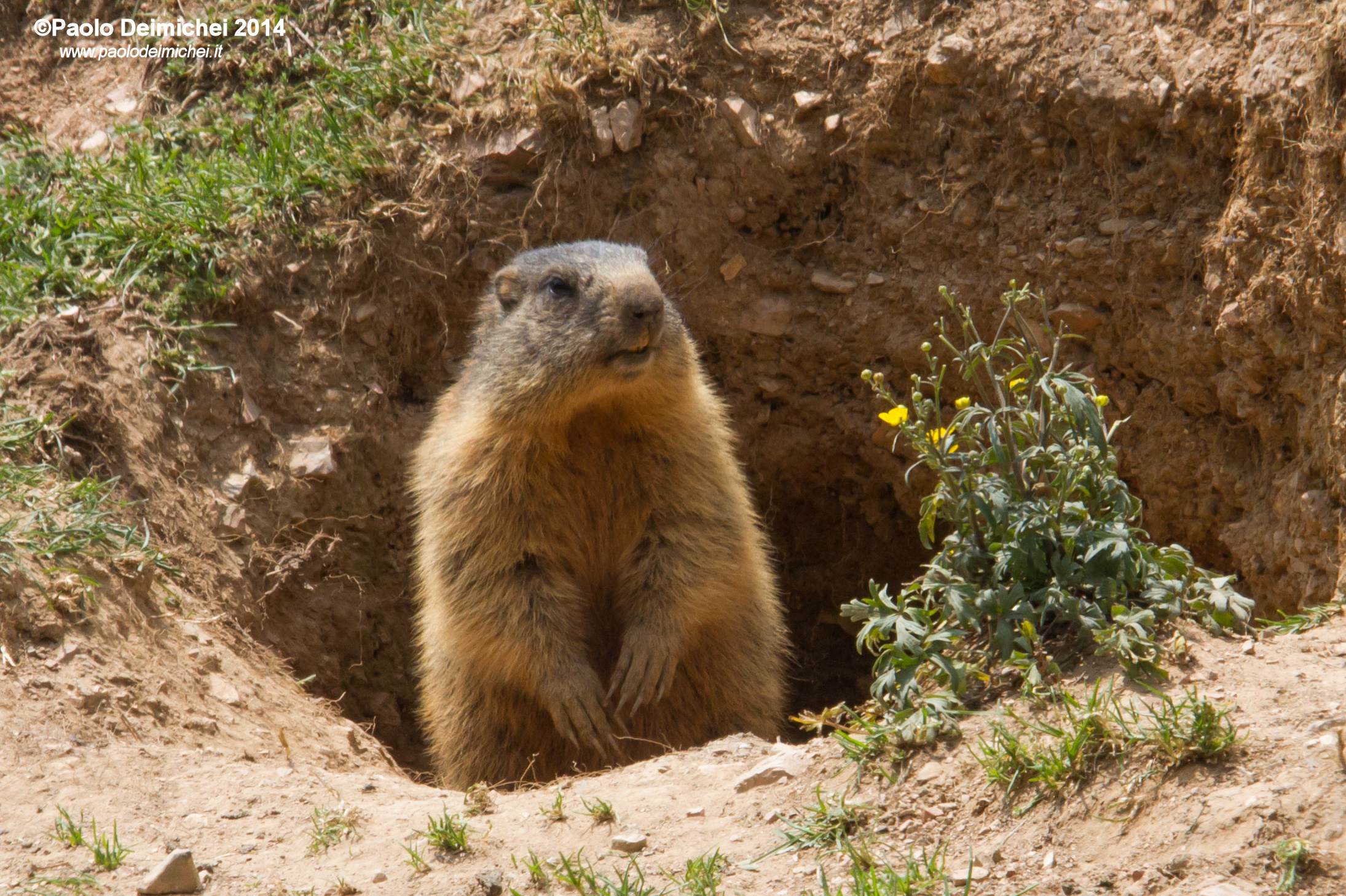 Marmot flourished in his den