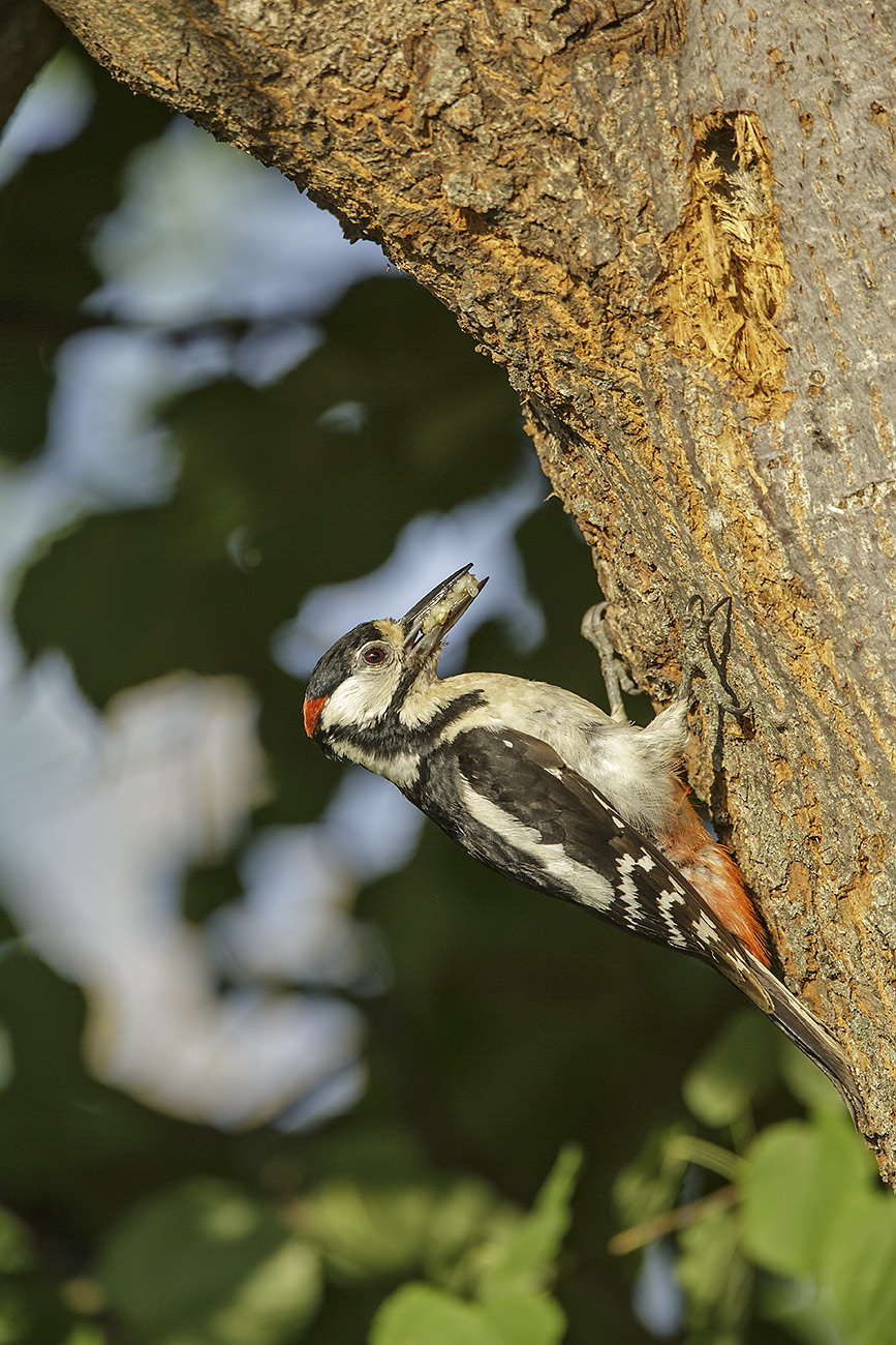 woodpecker