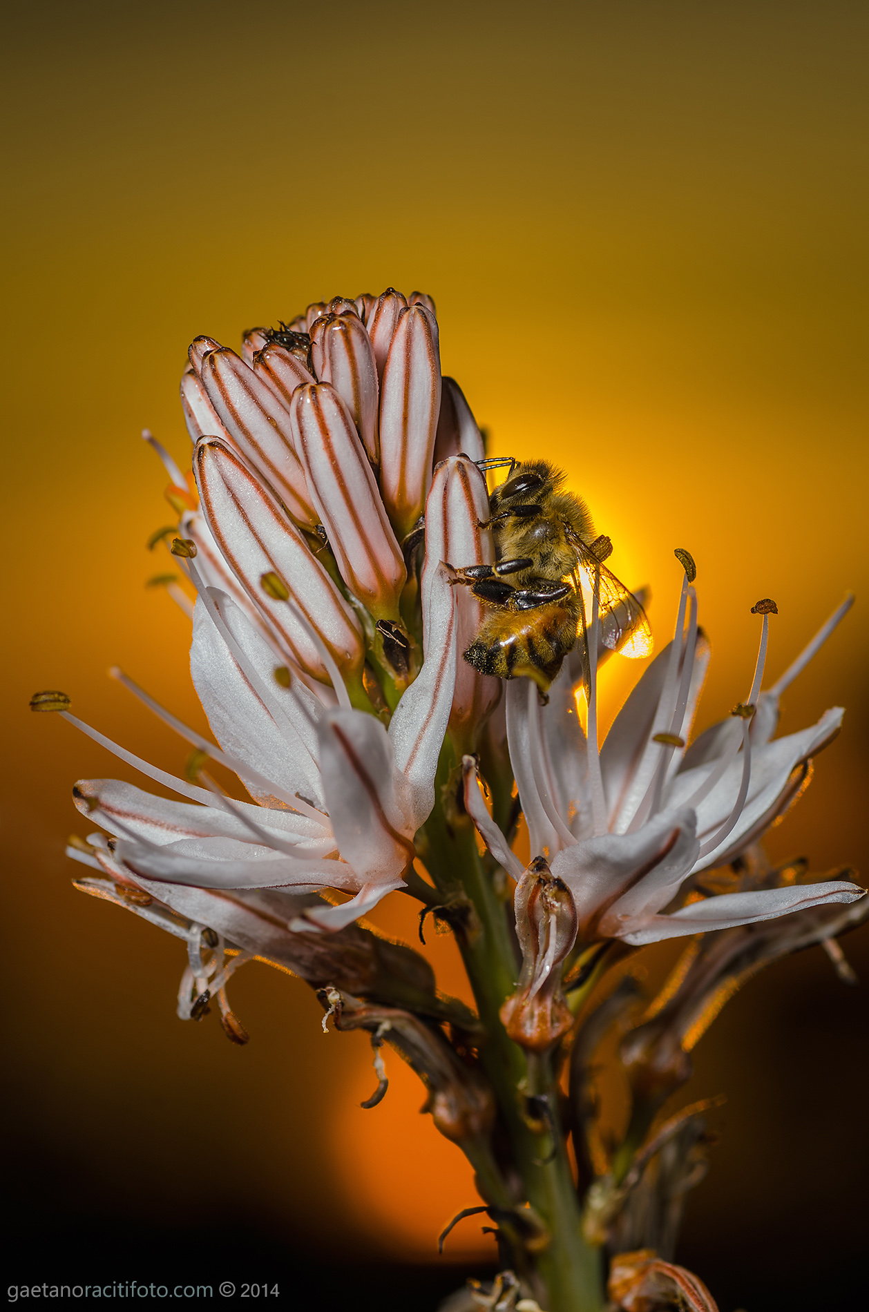 Wake up, it is dawn!