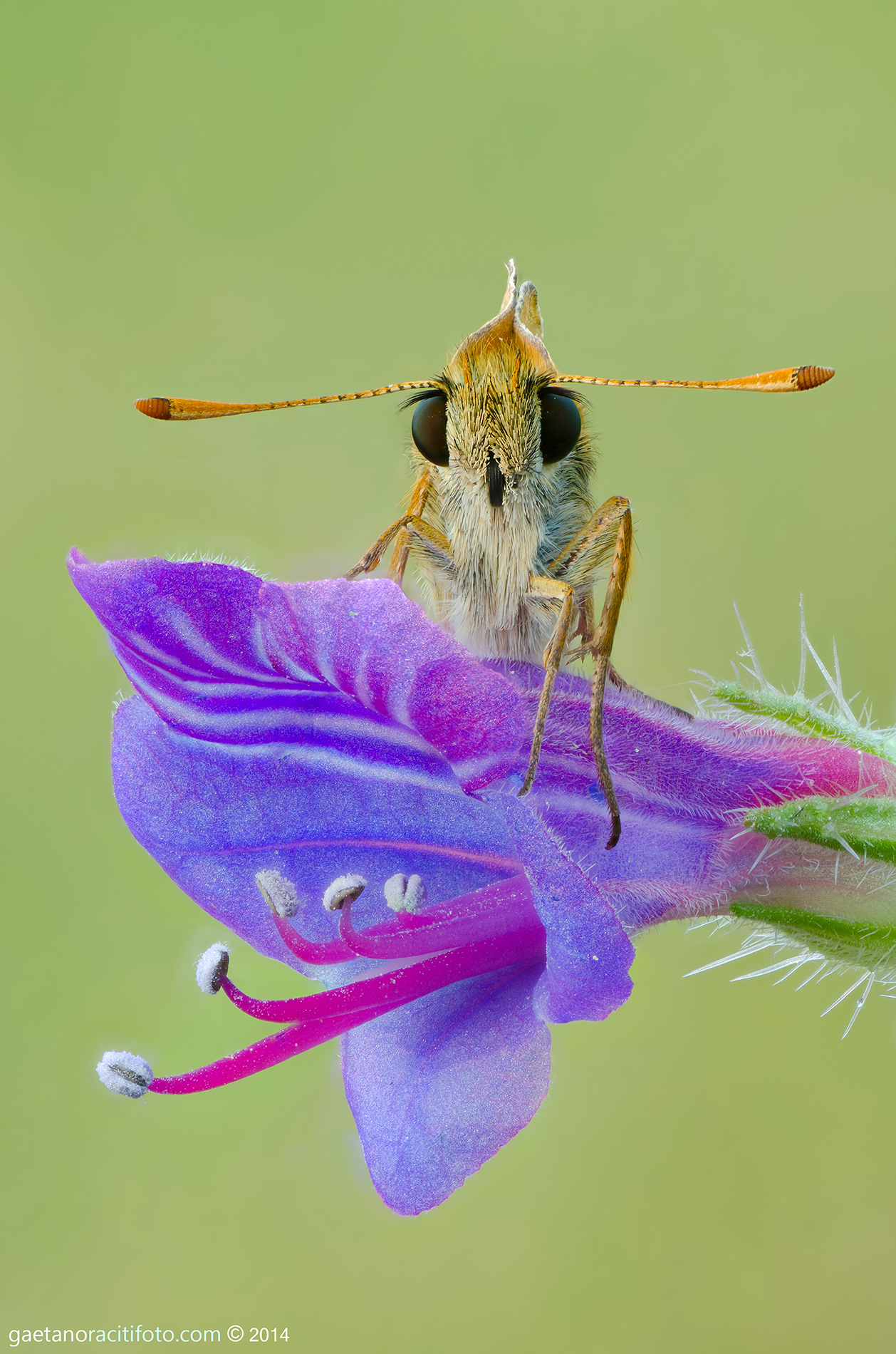 Butterfly bearded .....