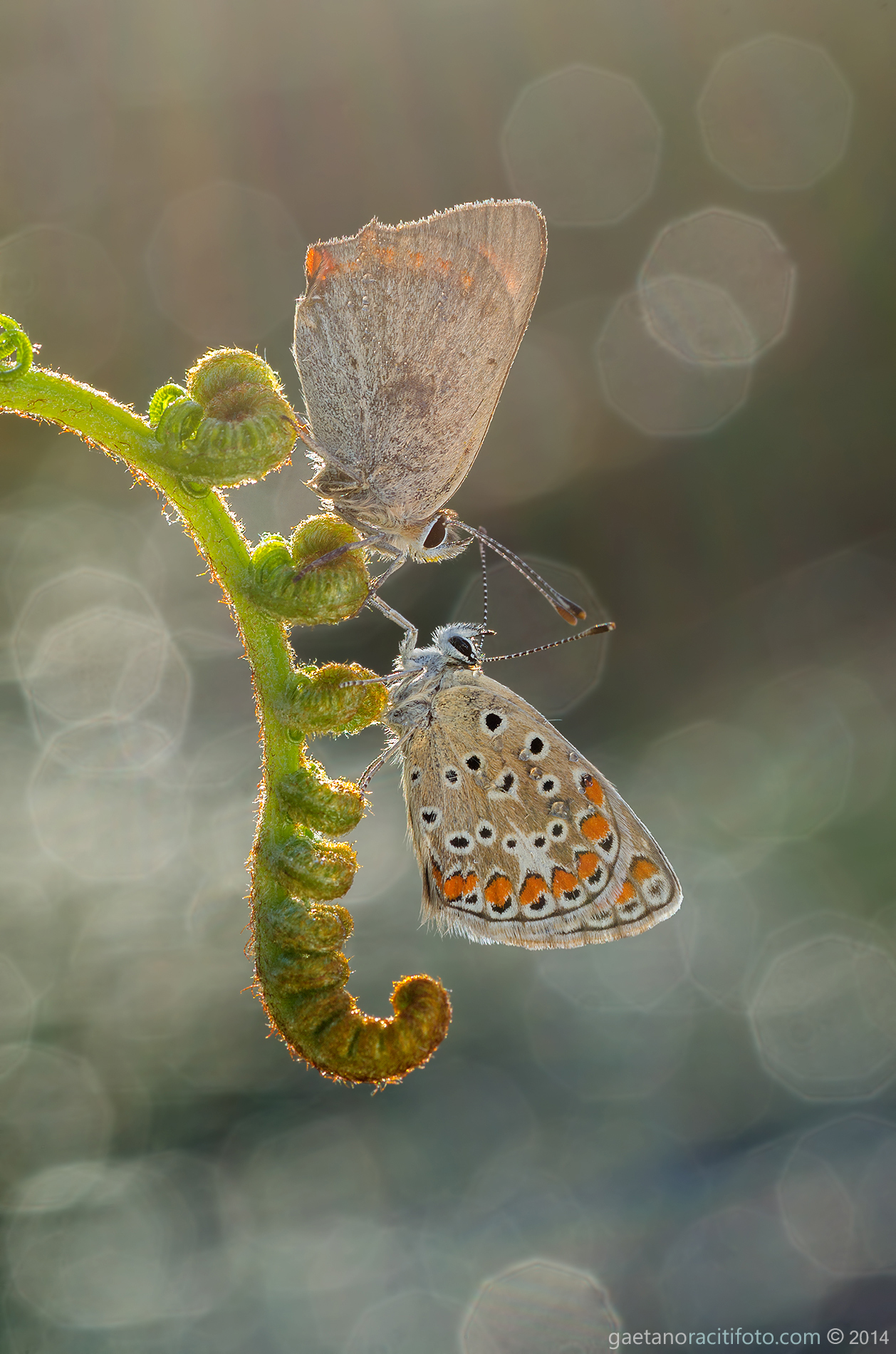 Chick to chick ......