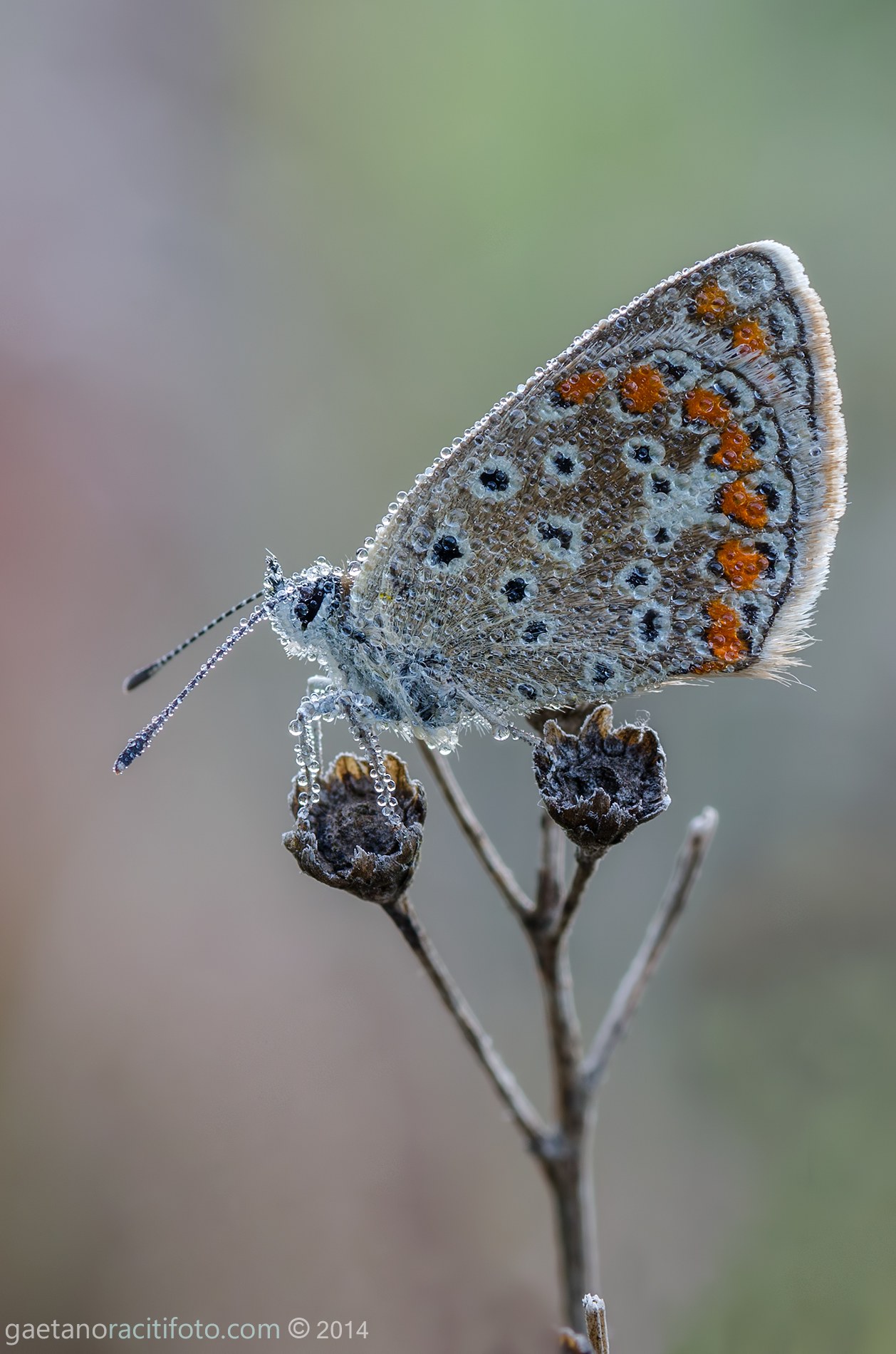 Smooth, carbonated or .......