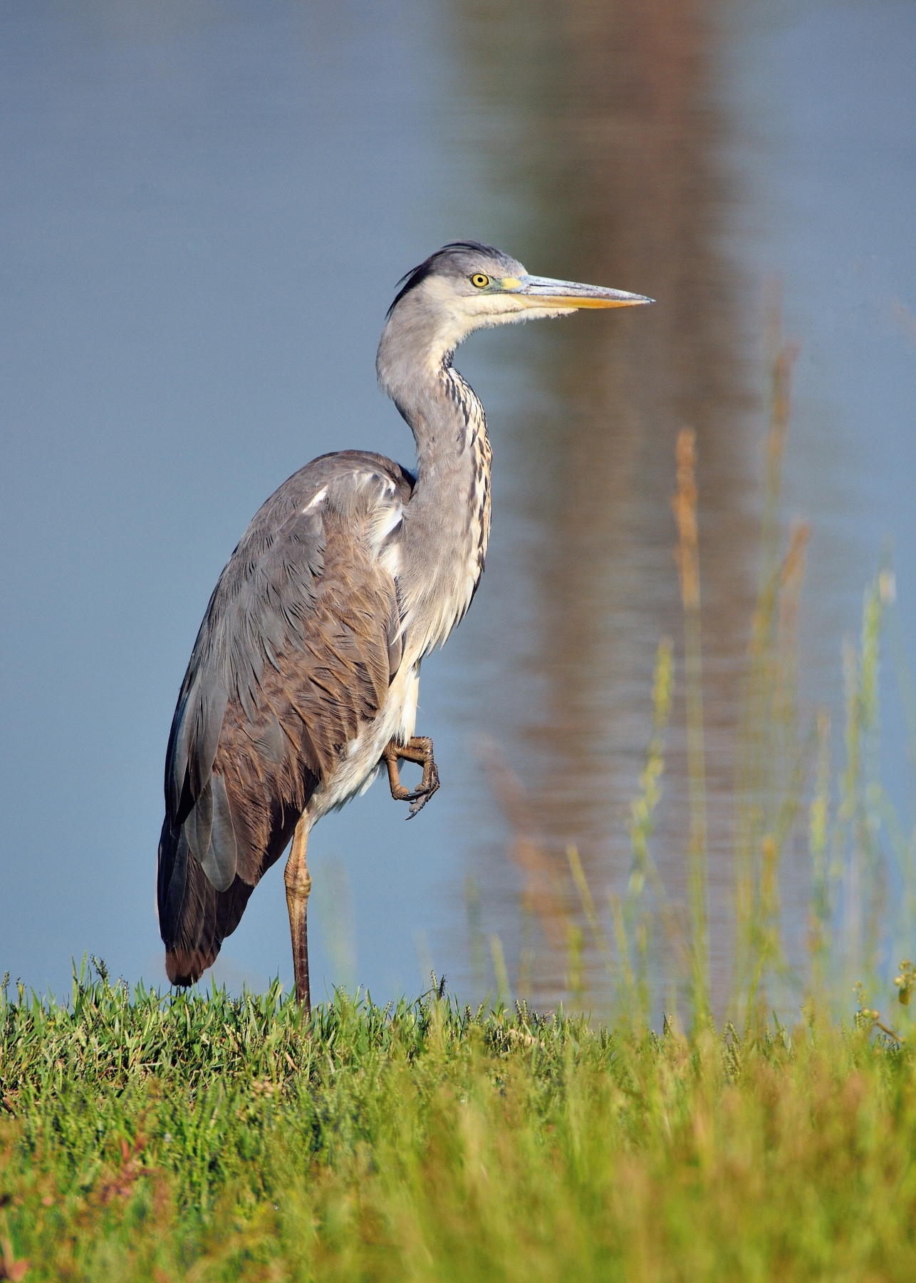 Grey Heron (Ardea cinerea)