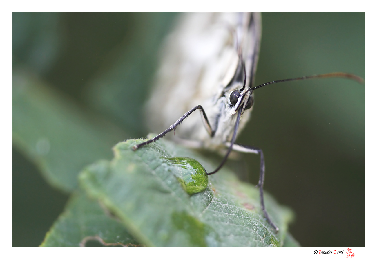 Ritratto a tutta apertura