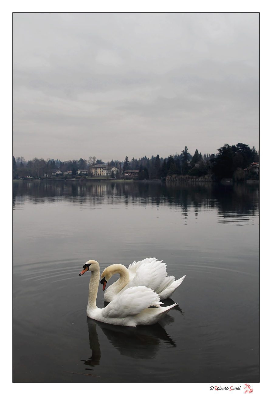 Cigni sul Ticino