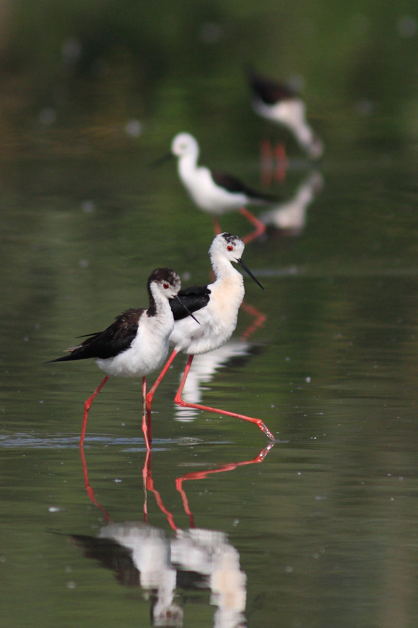 Cavalieri e riflessi