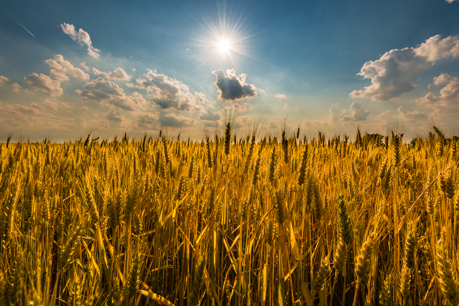 O sun that lights are born poor 'land is