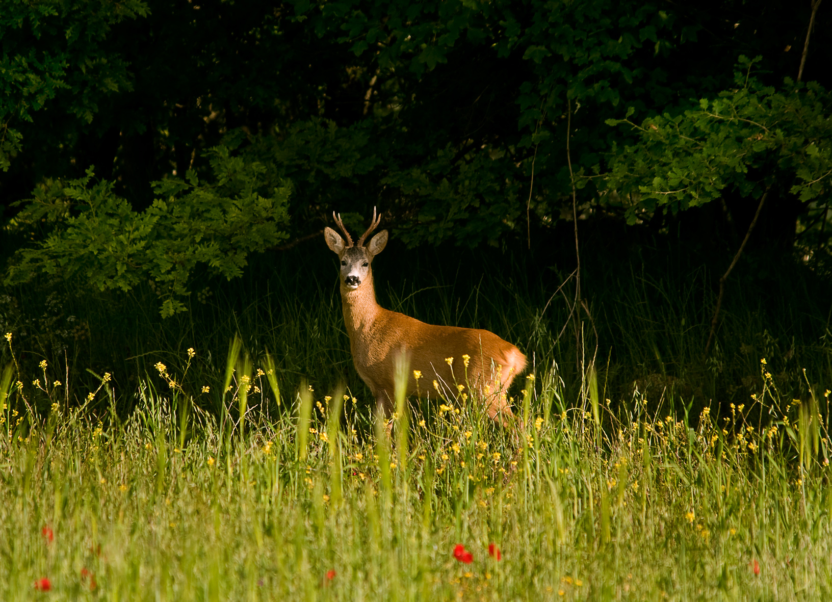 Roe Monte Semproniano