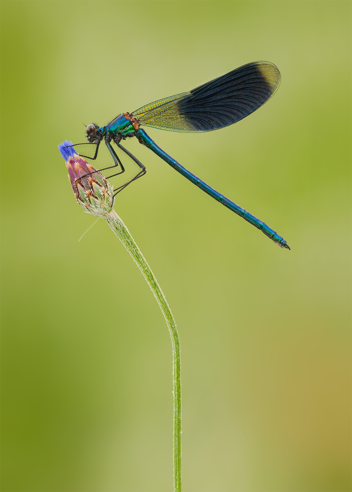 Banded Demoiselle