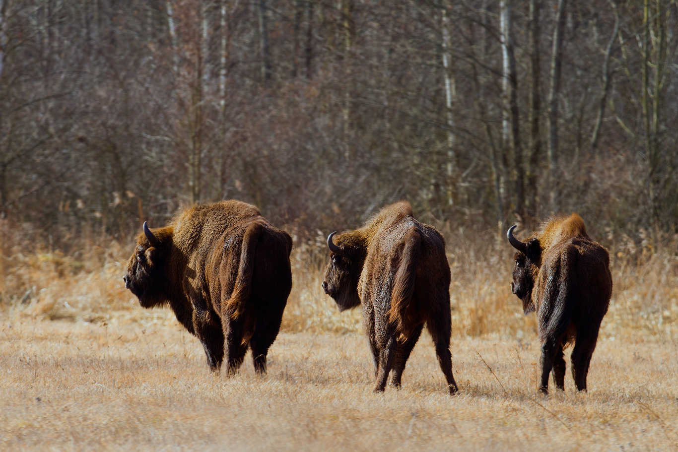 Wisent Trio