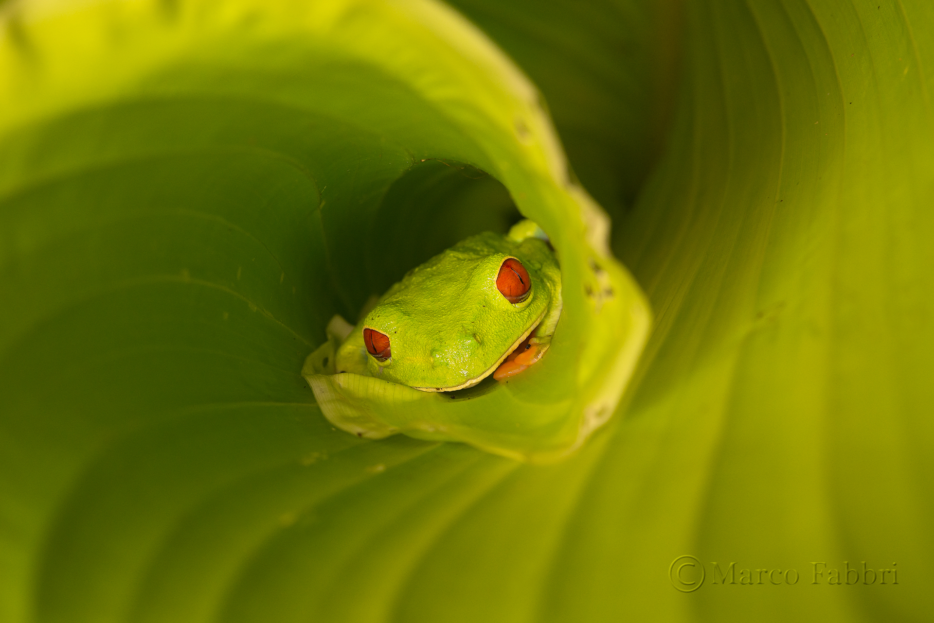 Red Eye Frog