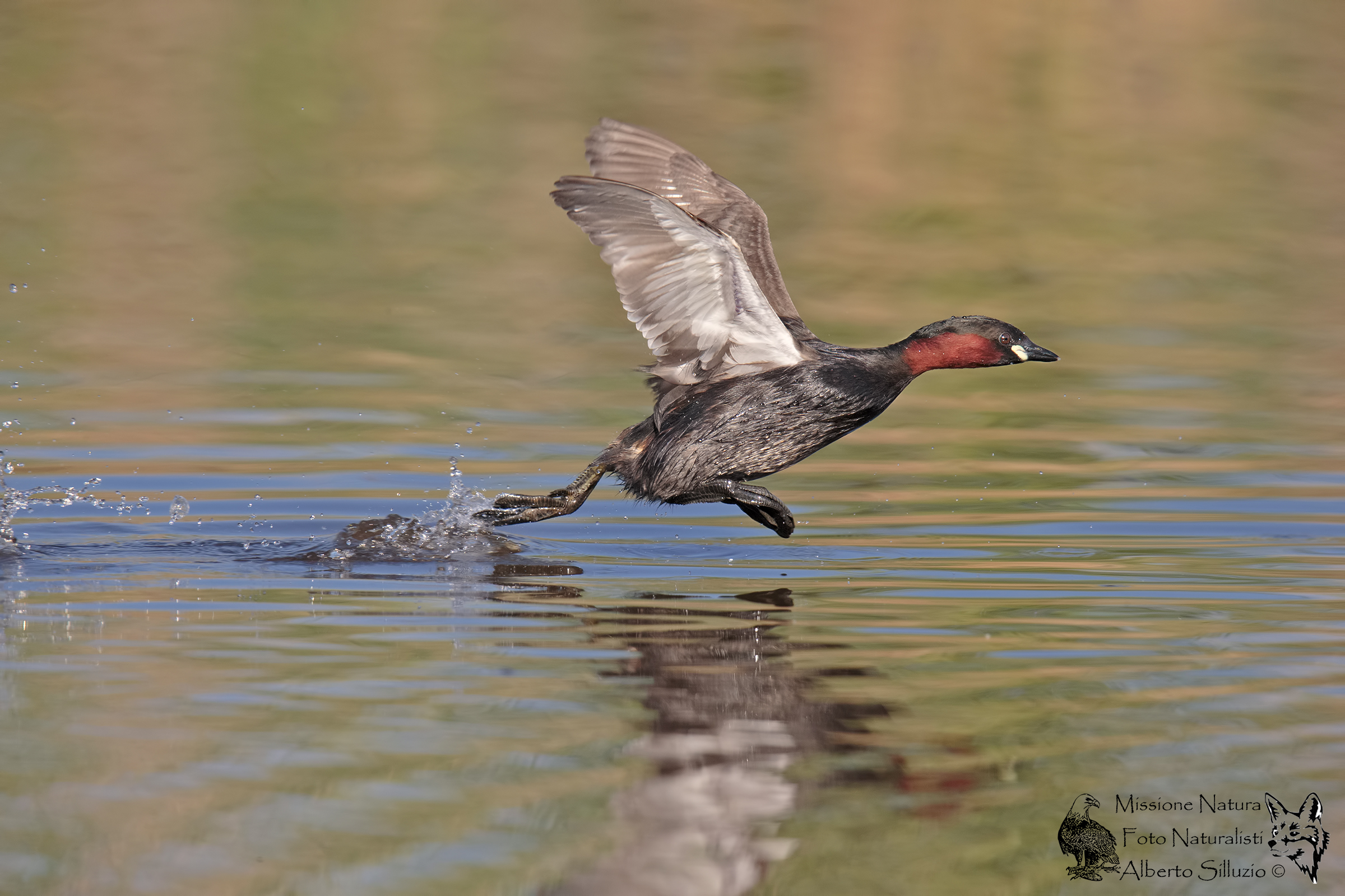Little Grebe ... hurry .....