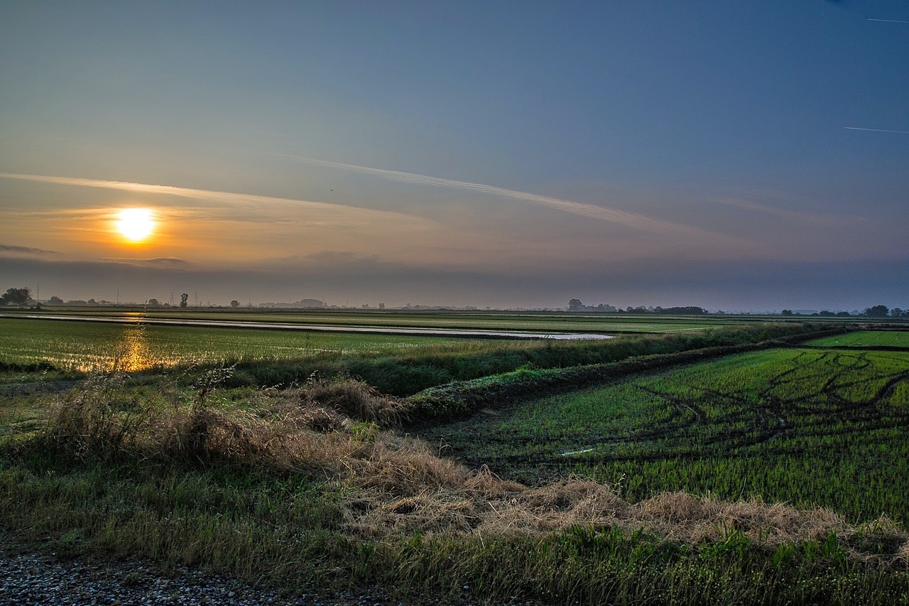 risaie all'alba
