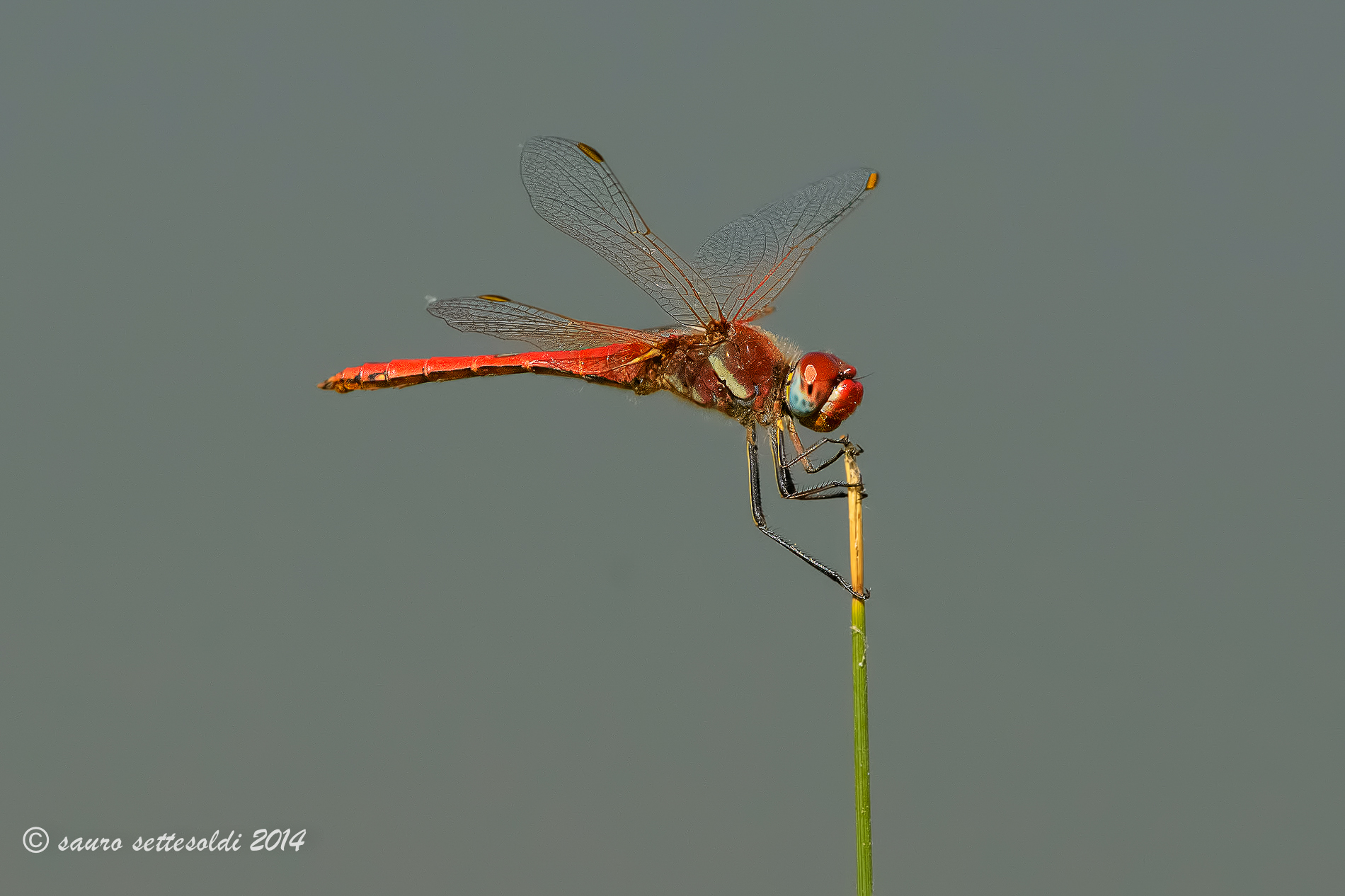 Crocothemis erythraea M libellula