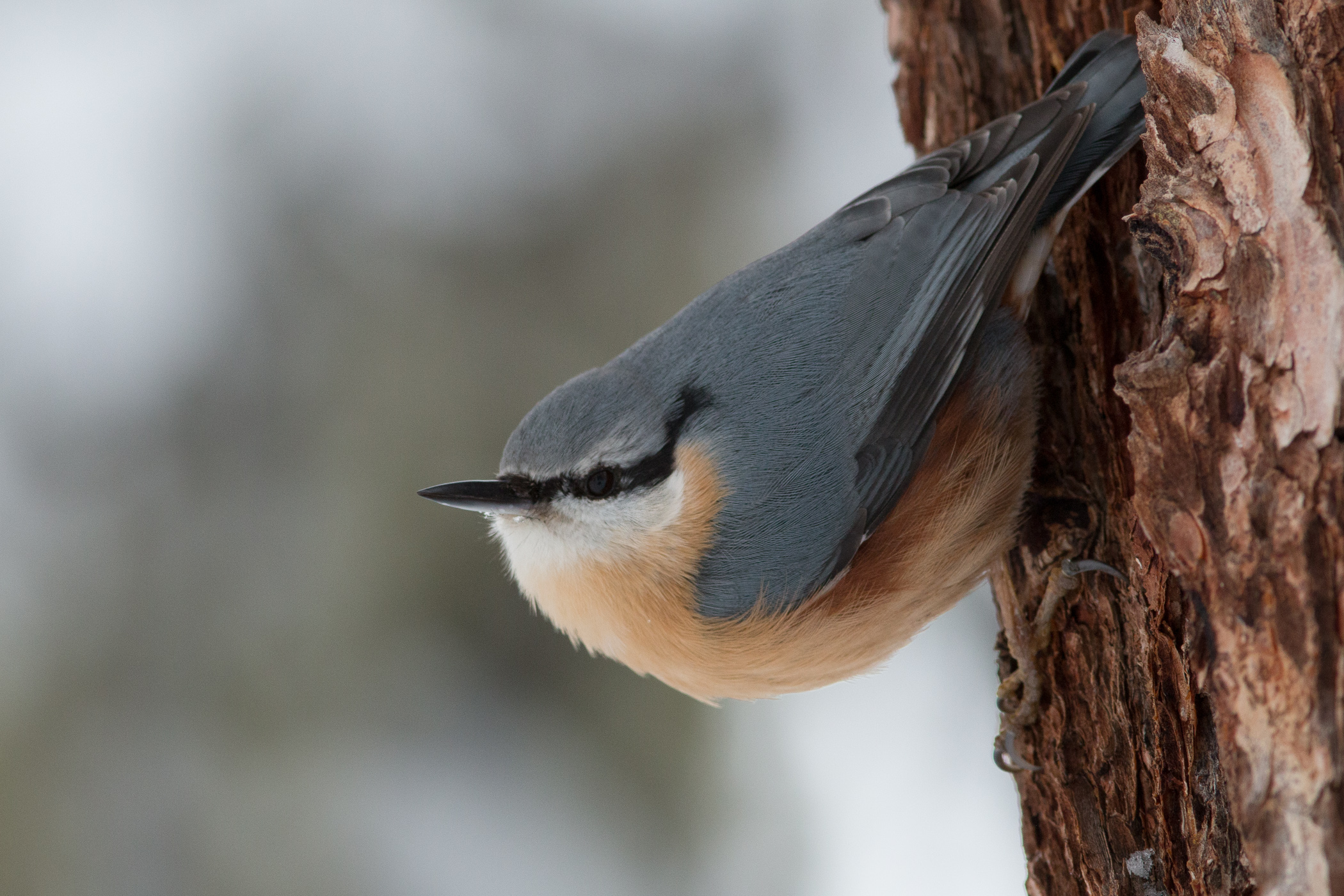 Sitta Europeo - Picchio Muratore
