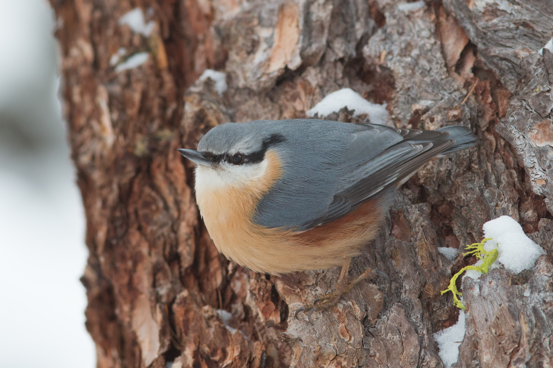 European Nuthatch - Woodpecker Mason