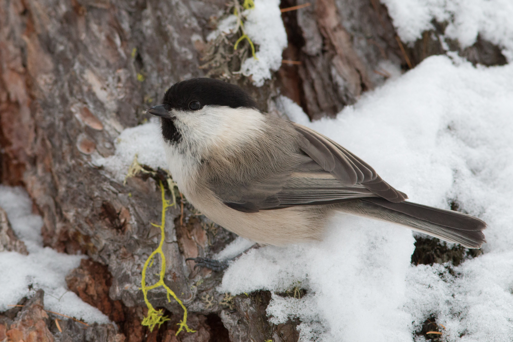 Parus montanus - Chickadee alpine