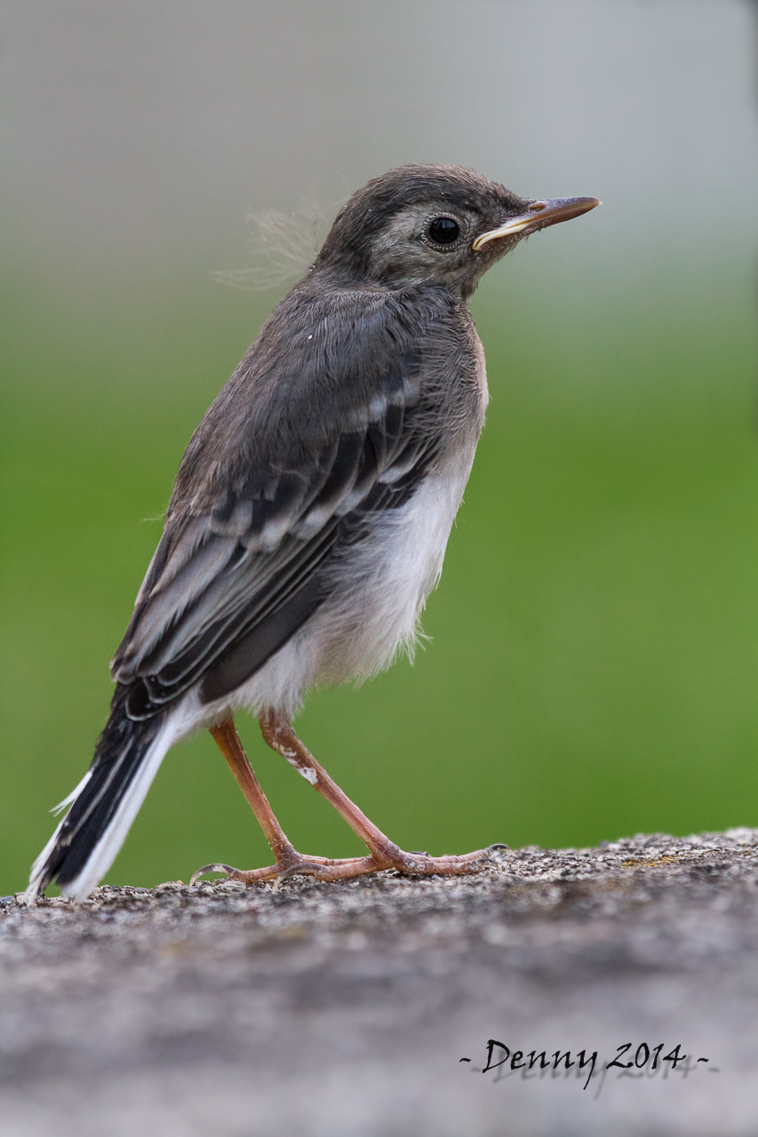la piccola ballerina