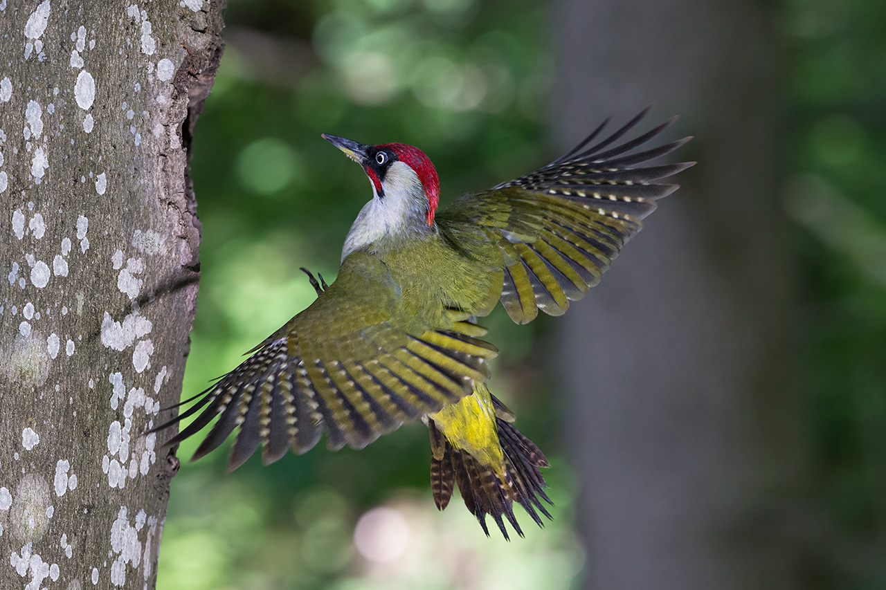 Picchio Verde - Green Woodpecker