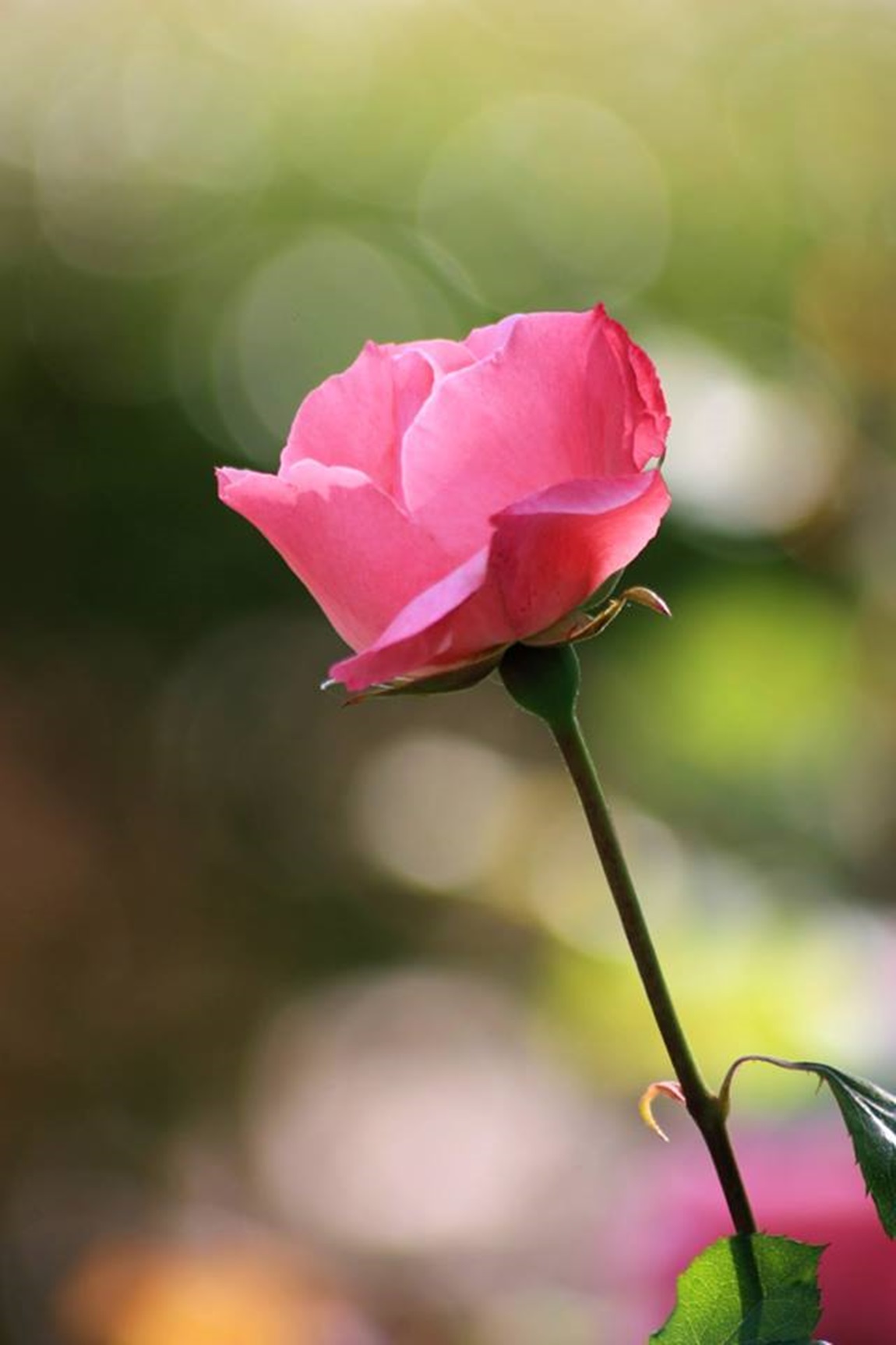 semplicemente rosa..