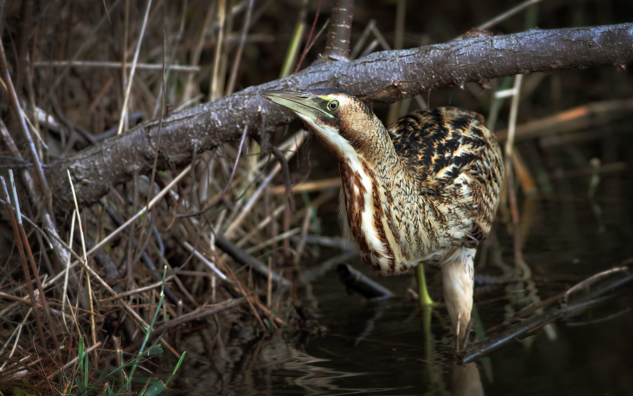 Tarabuso 2012, post rivista