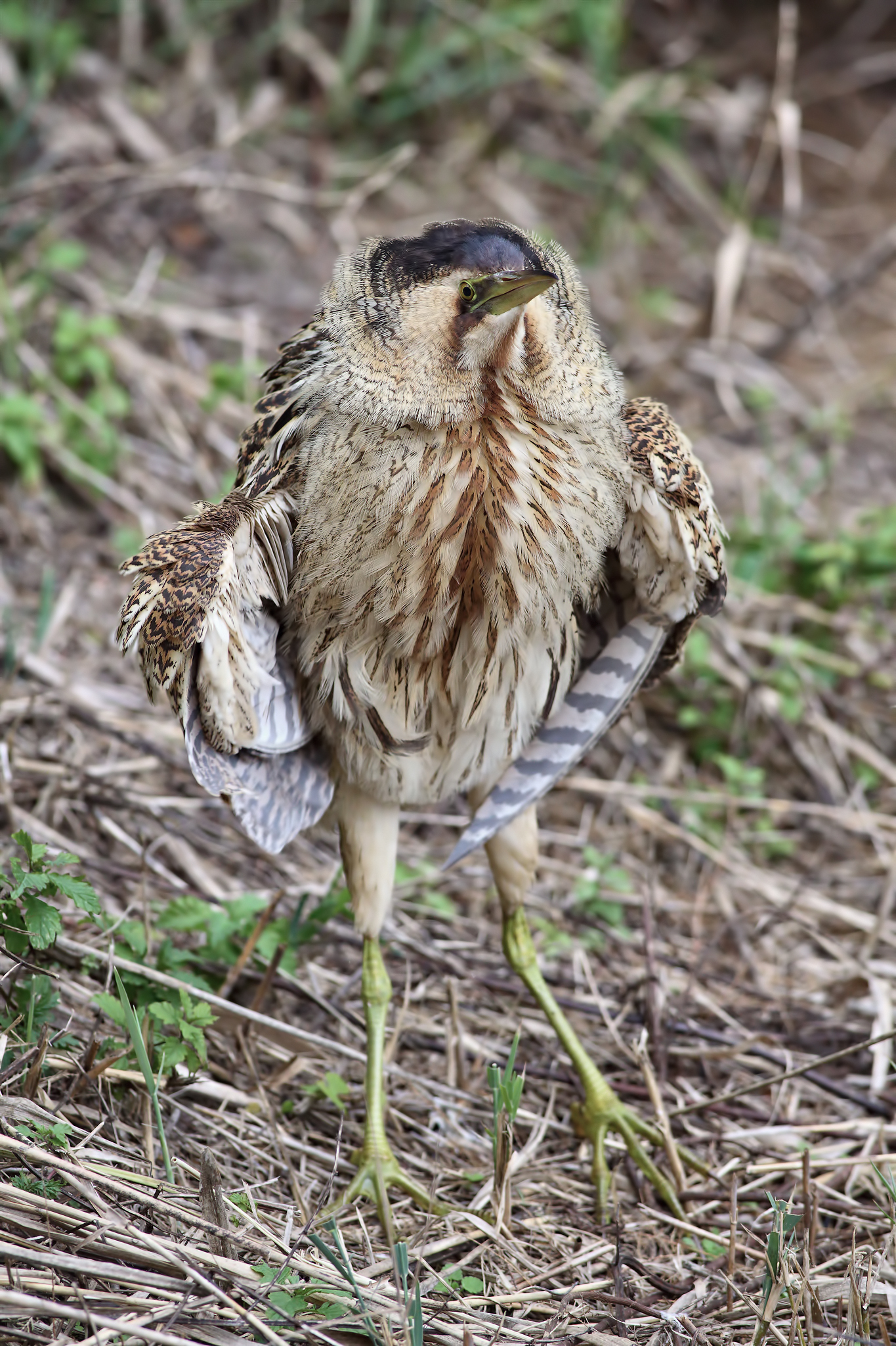Tarabuso 2012, post rivista