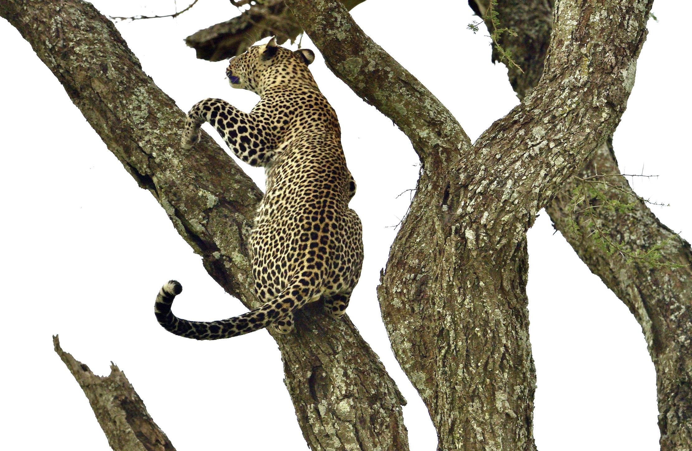 Serengeti - leopardo