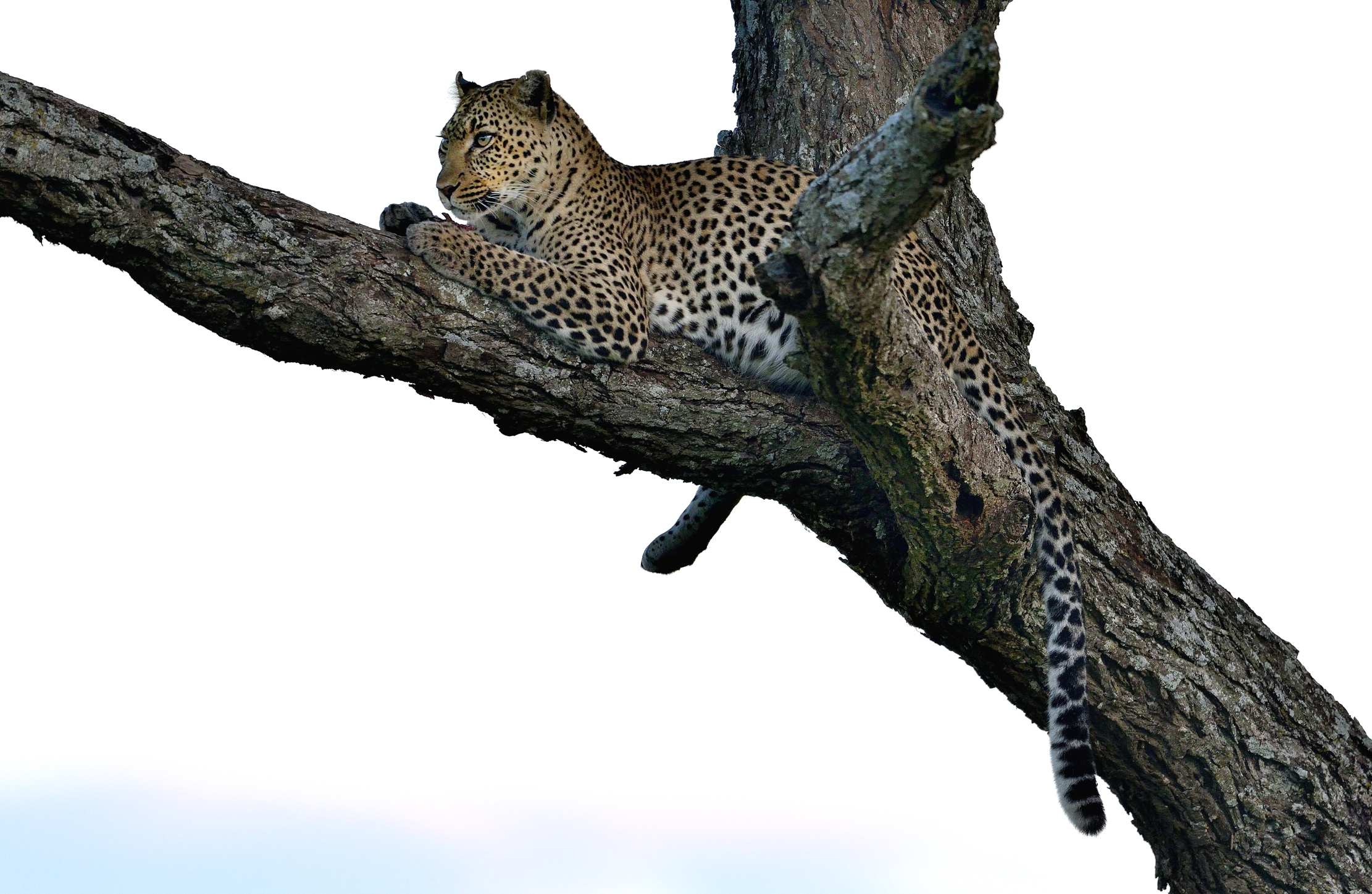 Serengeti - leopardo