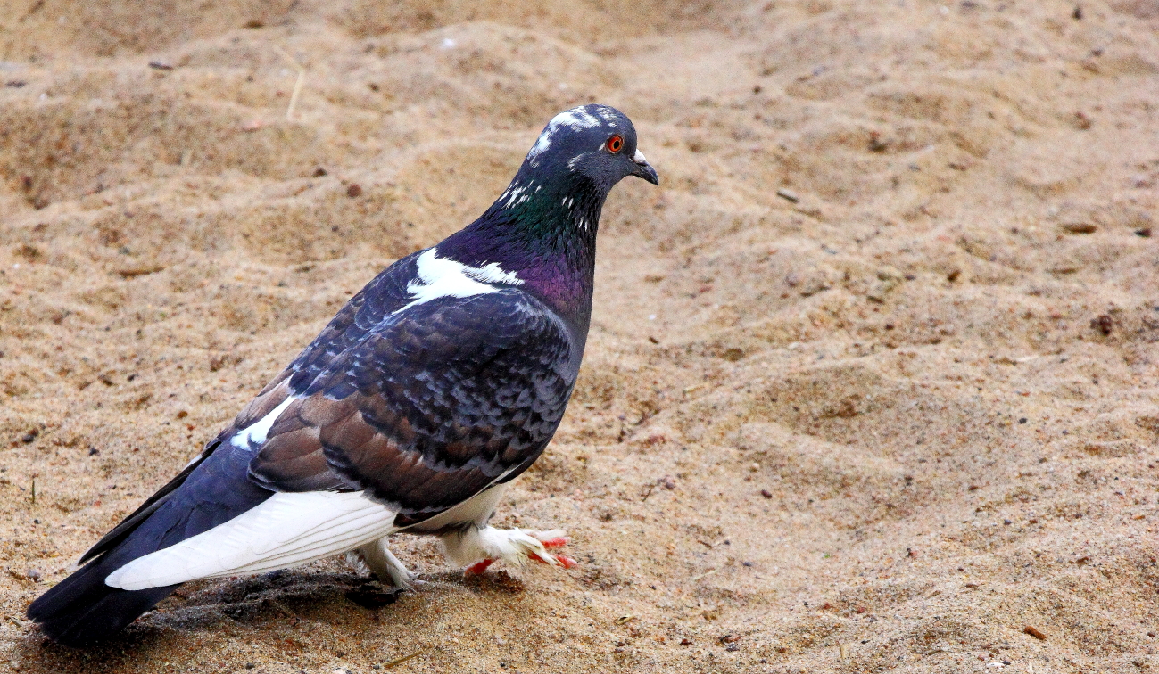 pigeon