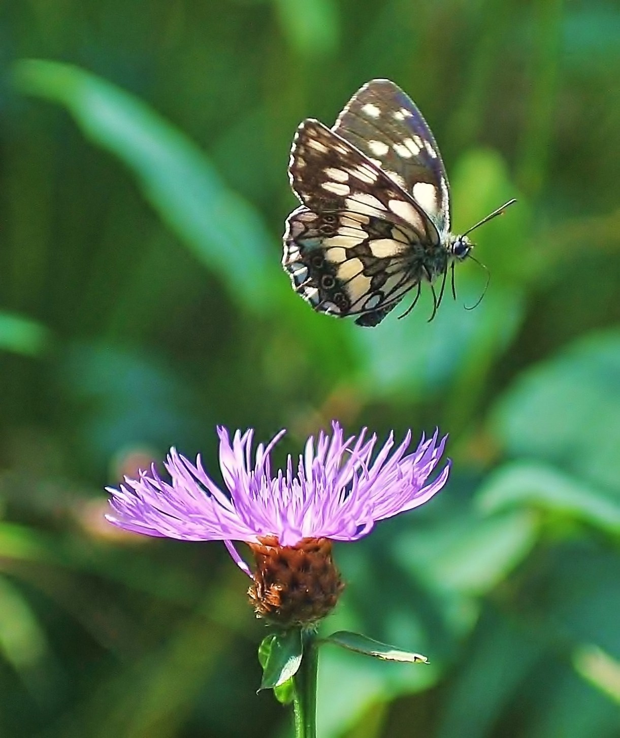 Inseguendo una farfalla in un prato