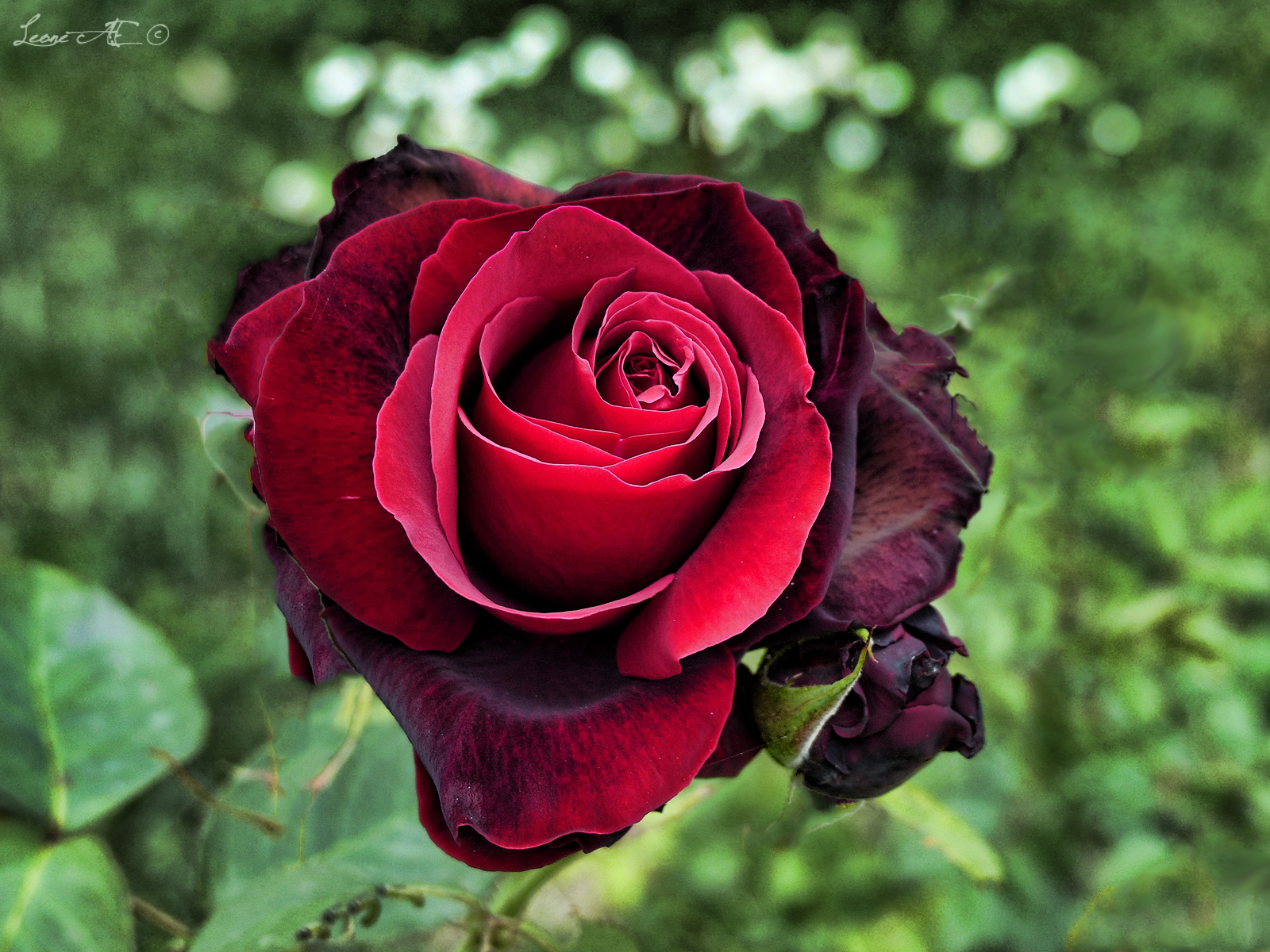 Red Velvet Rose