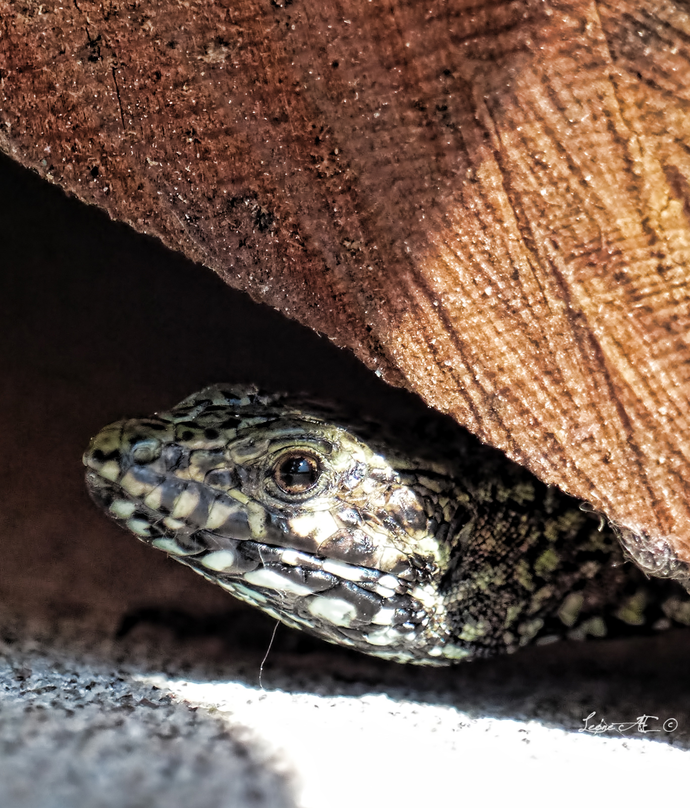 lucertola in legnaia