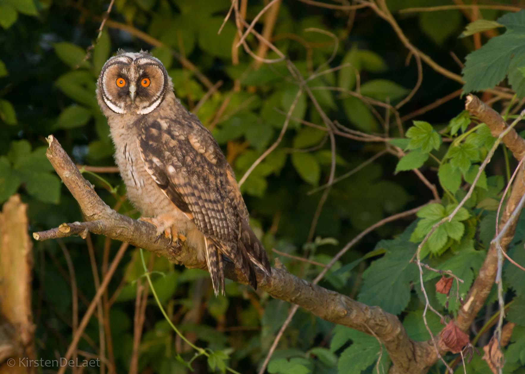 ransuil - Gufo comune (Asio Otus)