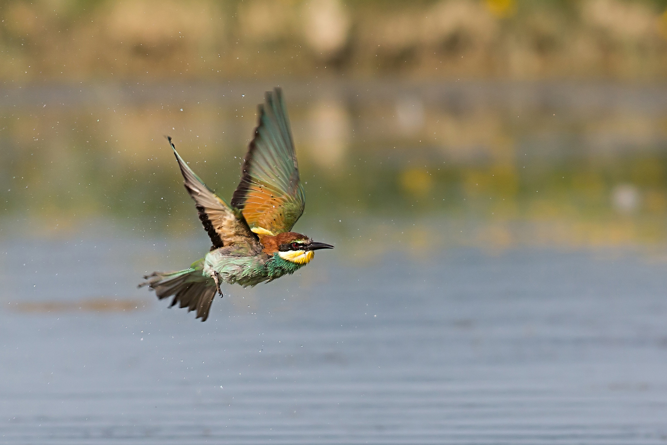 Bee-eater after bath