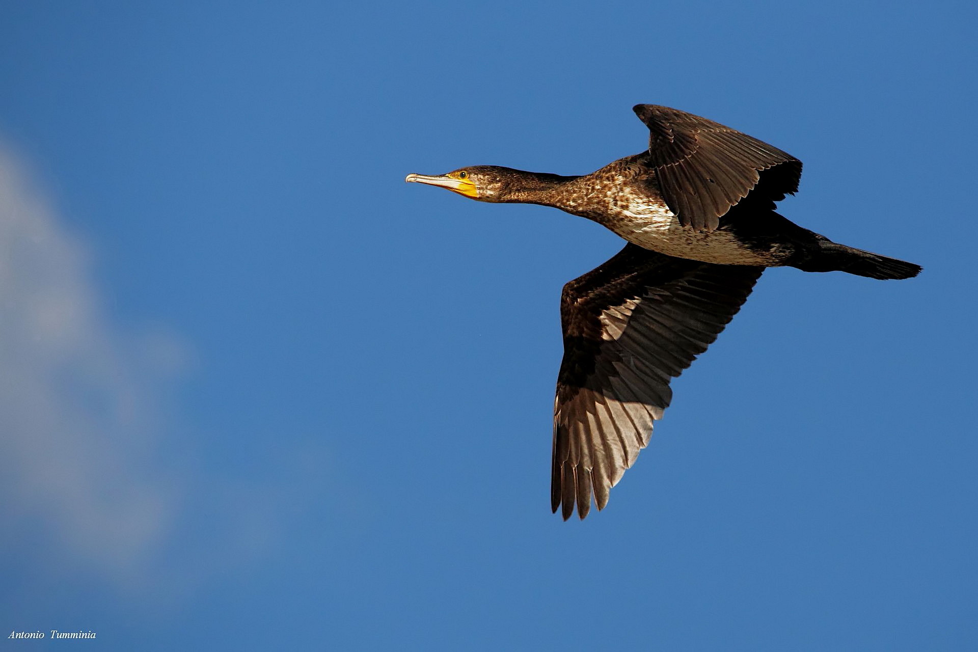 Cormorant