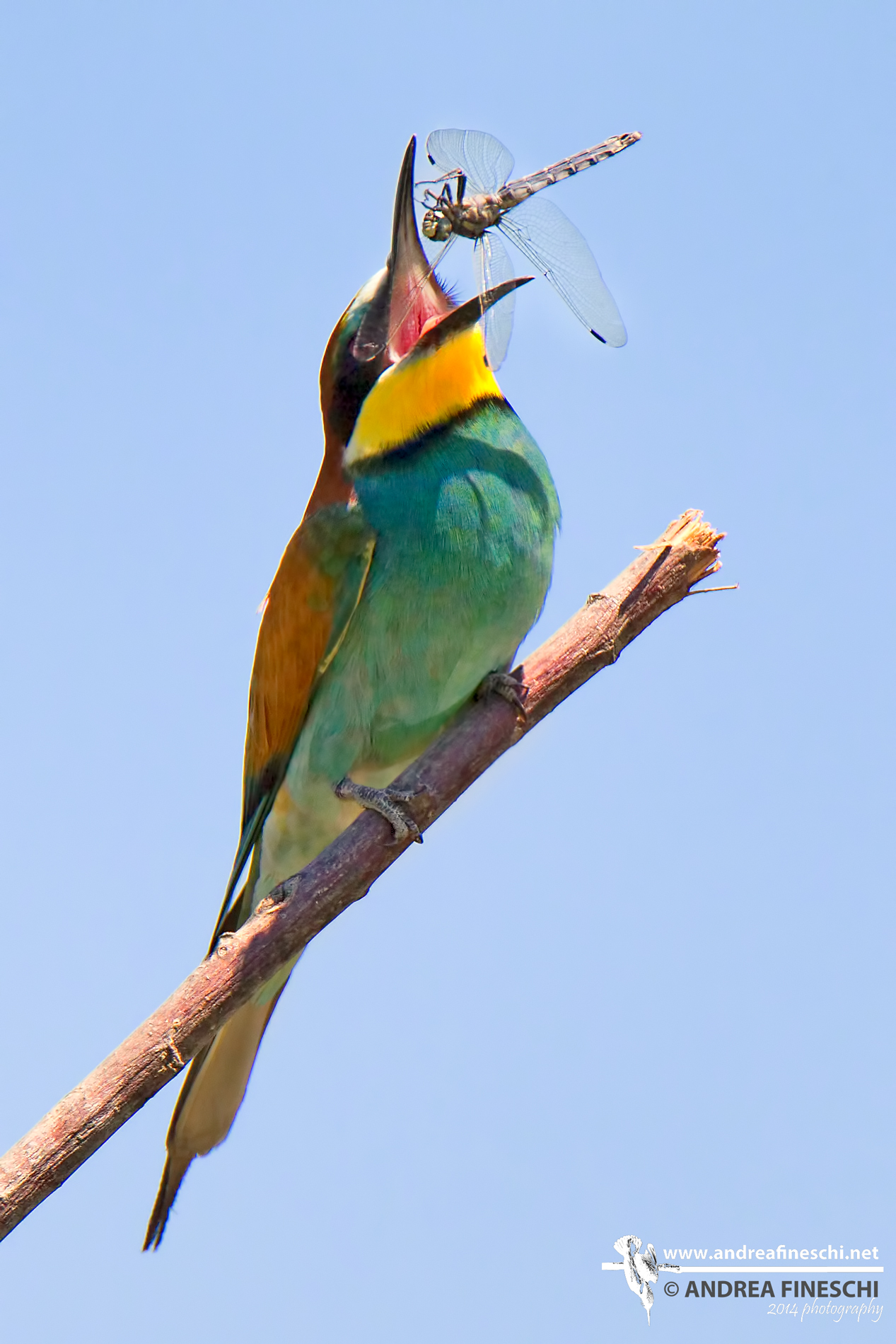 La caduta della libellula