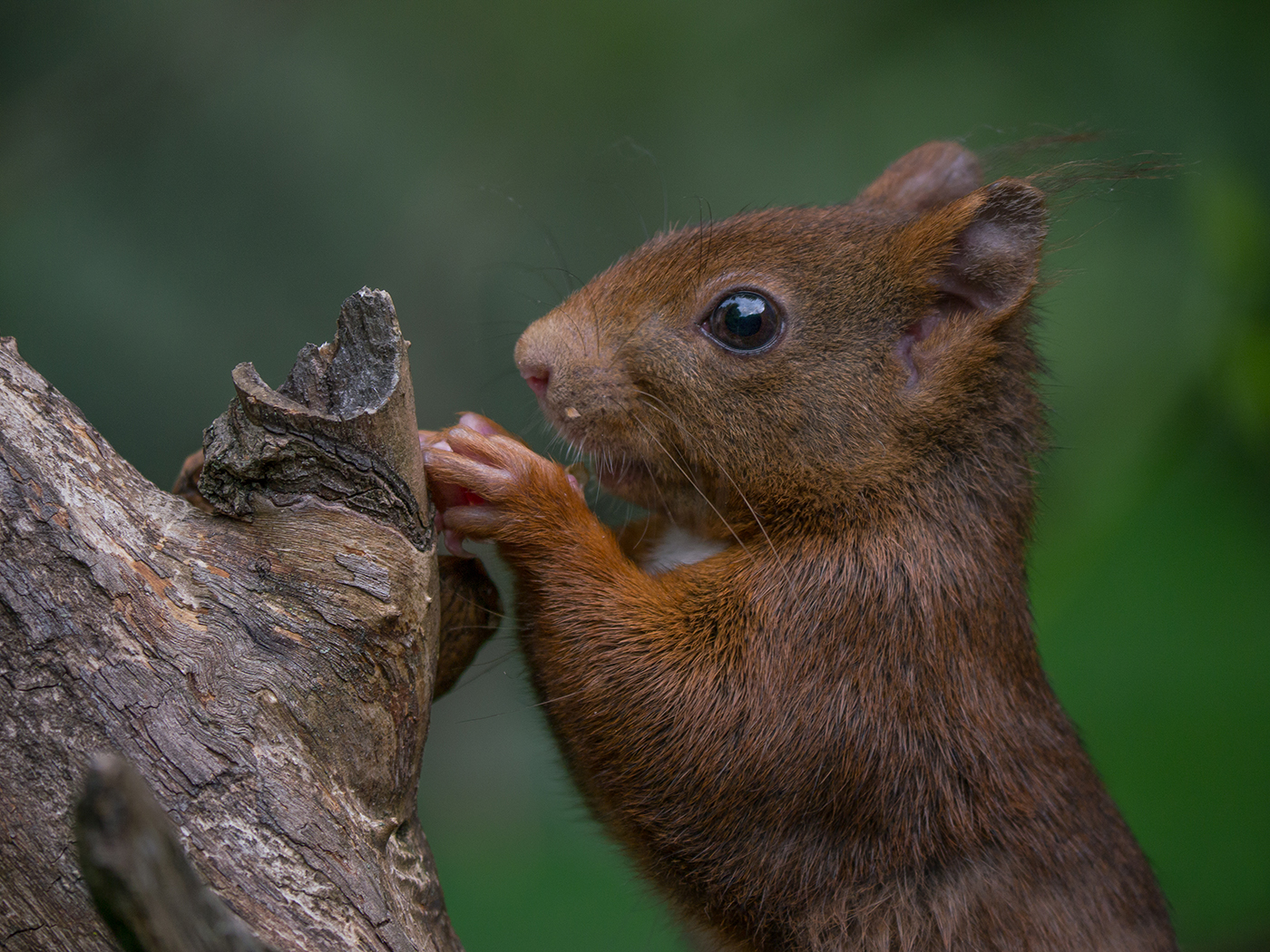 Ritratto estivo del Rosso