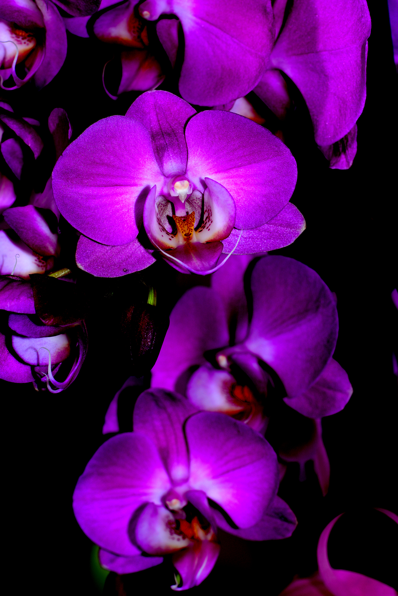 Orchids